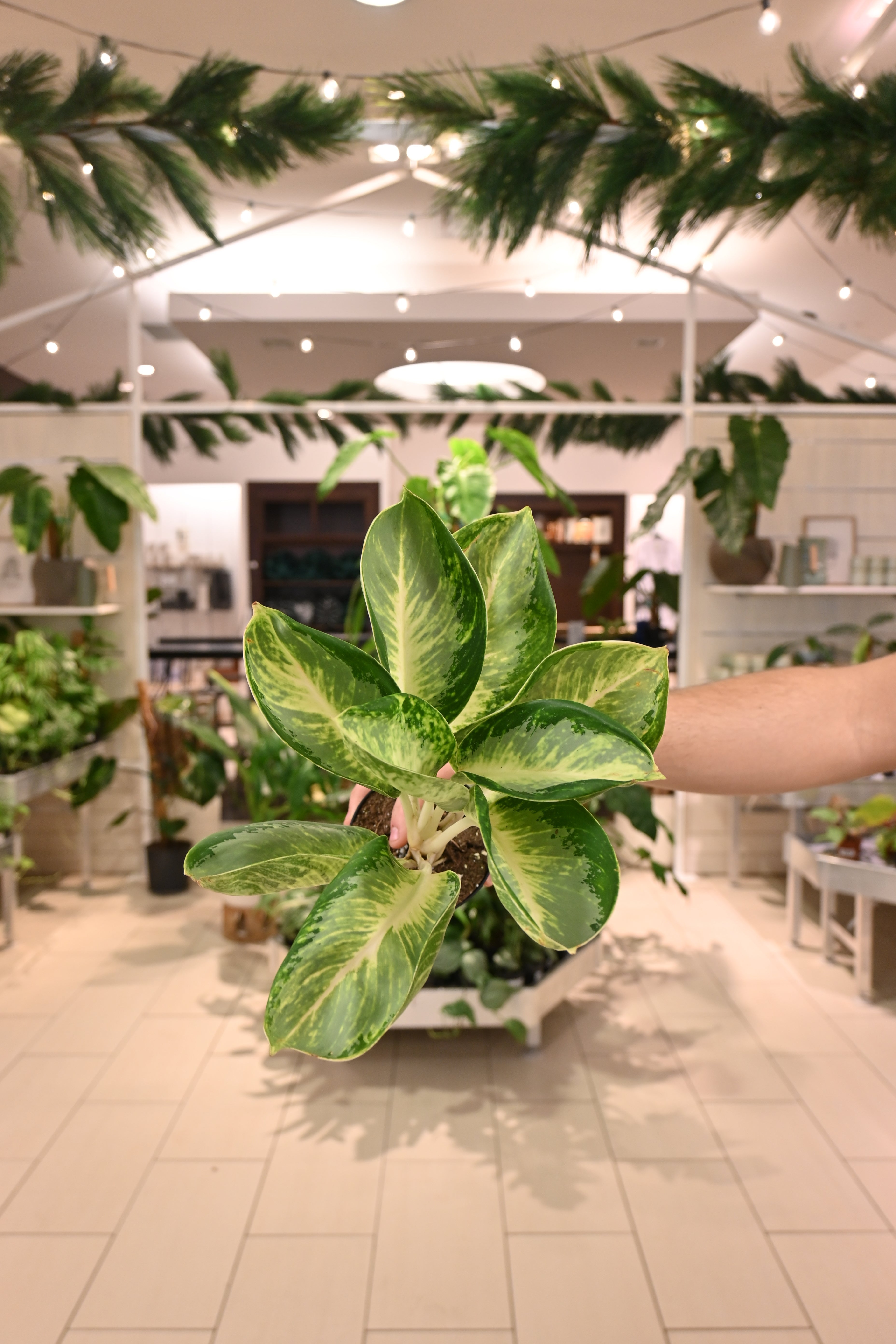 planterina aglaonema Aglaonema Kan Kuai
