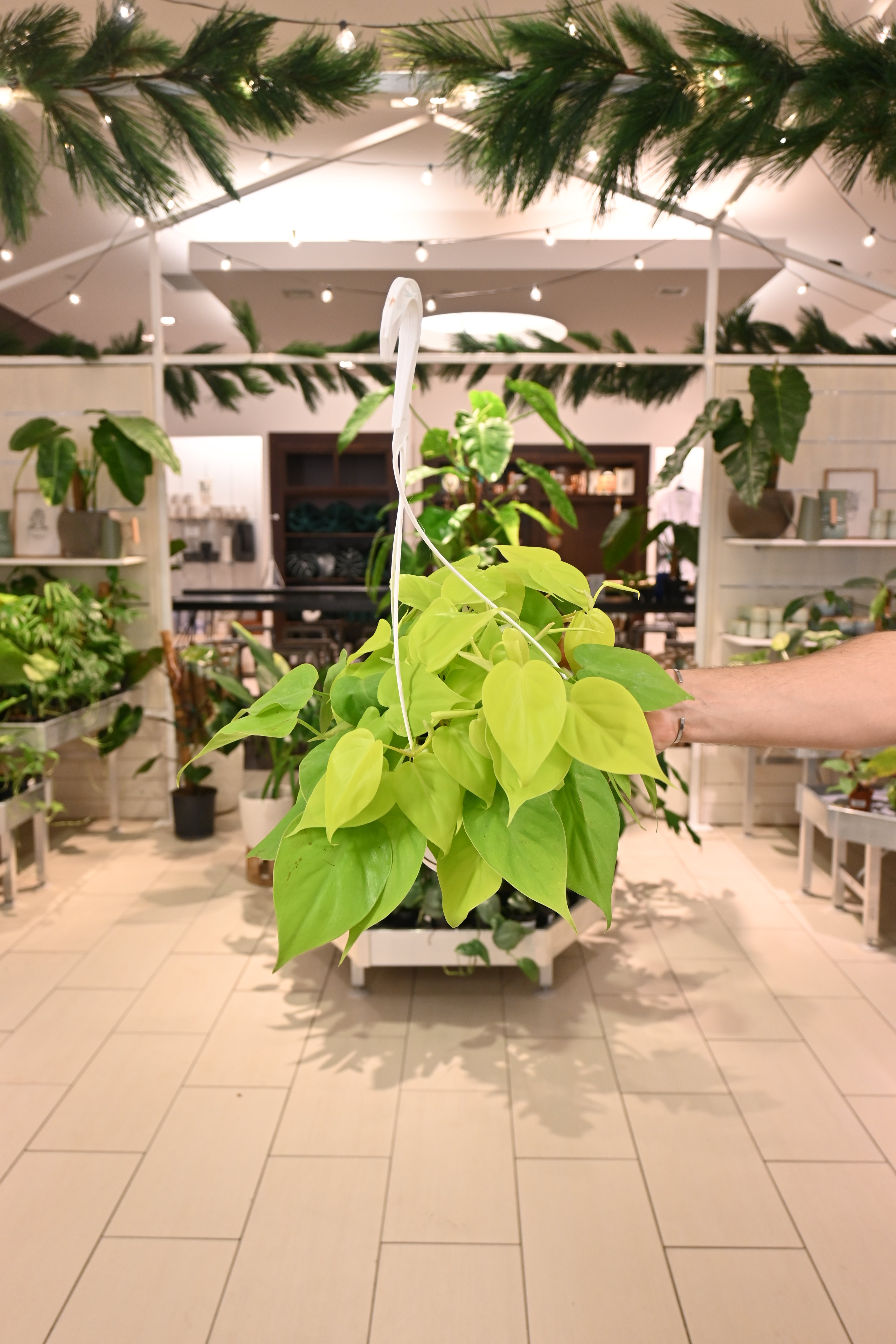 Philodendron Cordatum Lemon