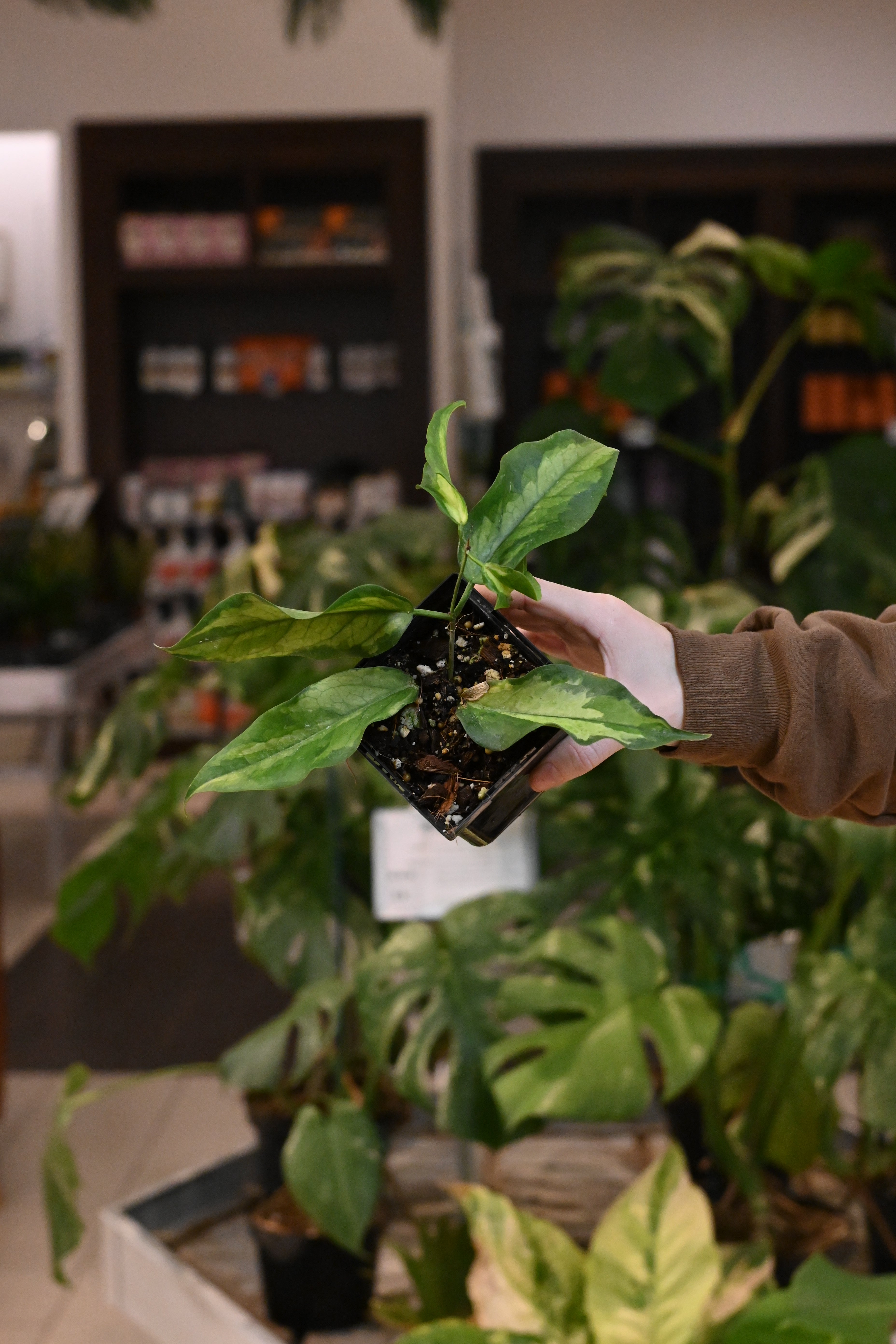 Hoya Kenenjiana Variegated