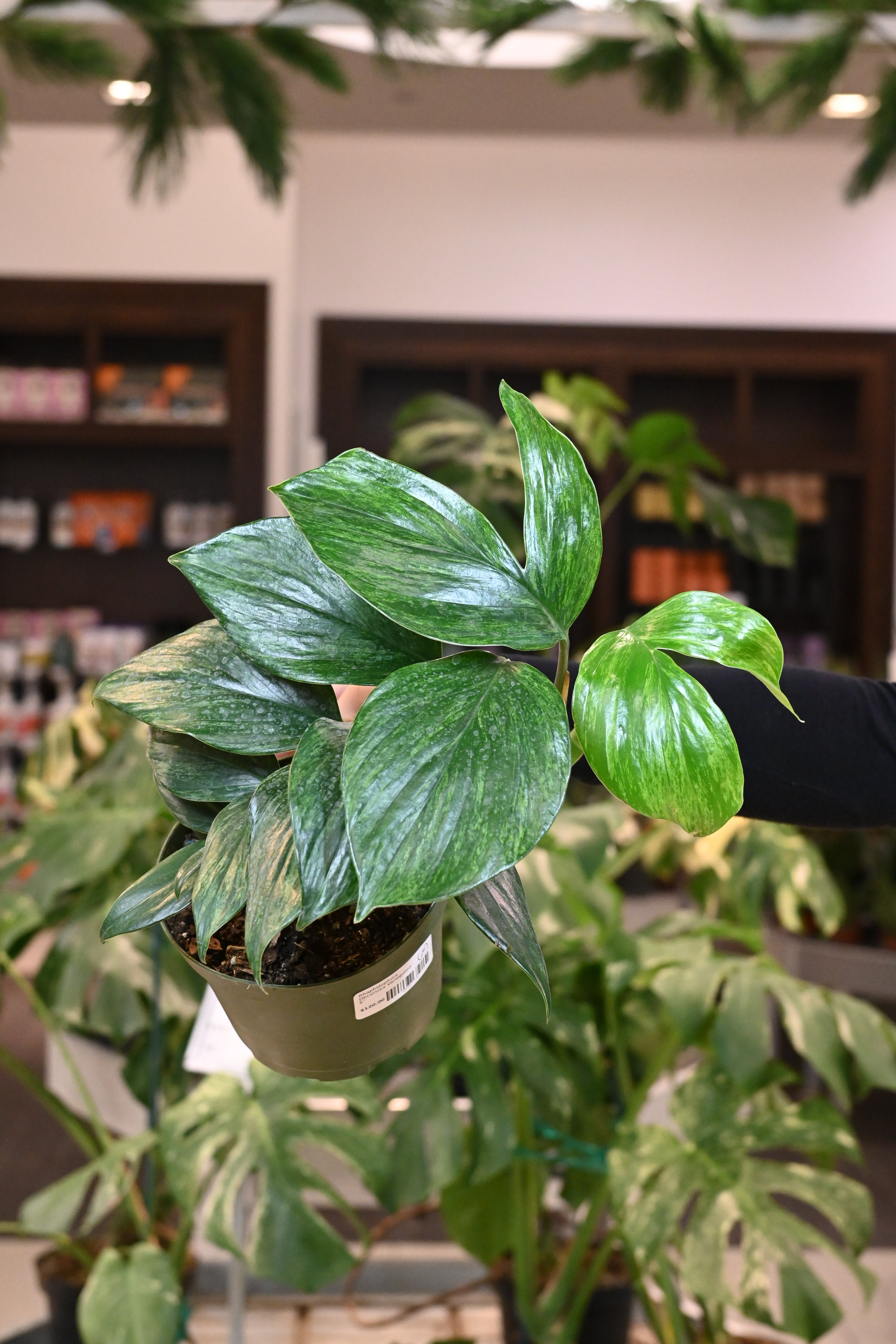philodendron rhaphidophora decursiva Rhaphidophora Decursiva Variegated