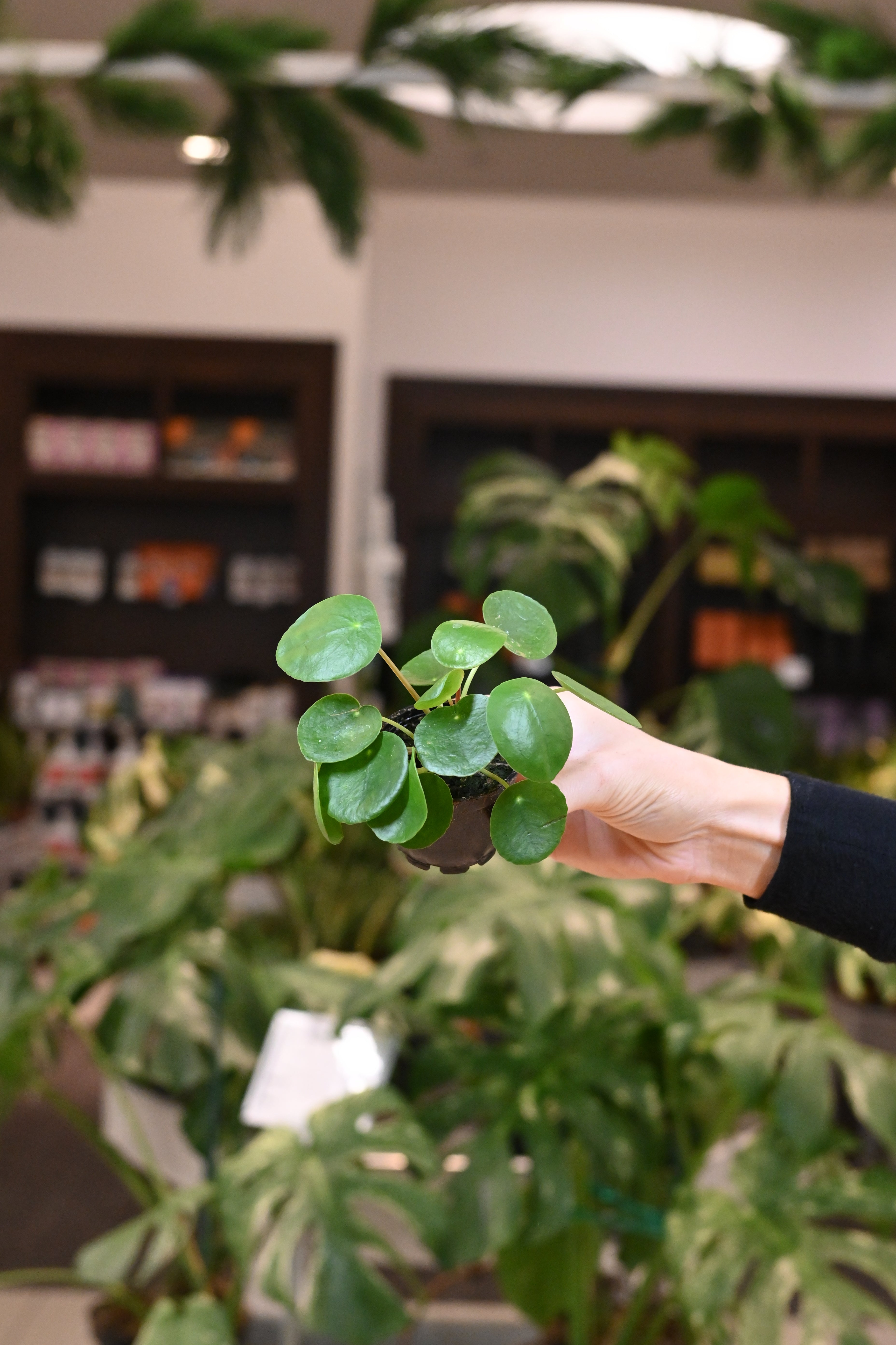 Pilea Peperomioides