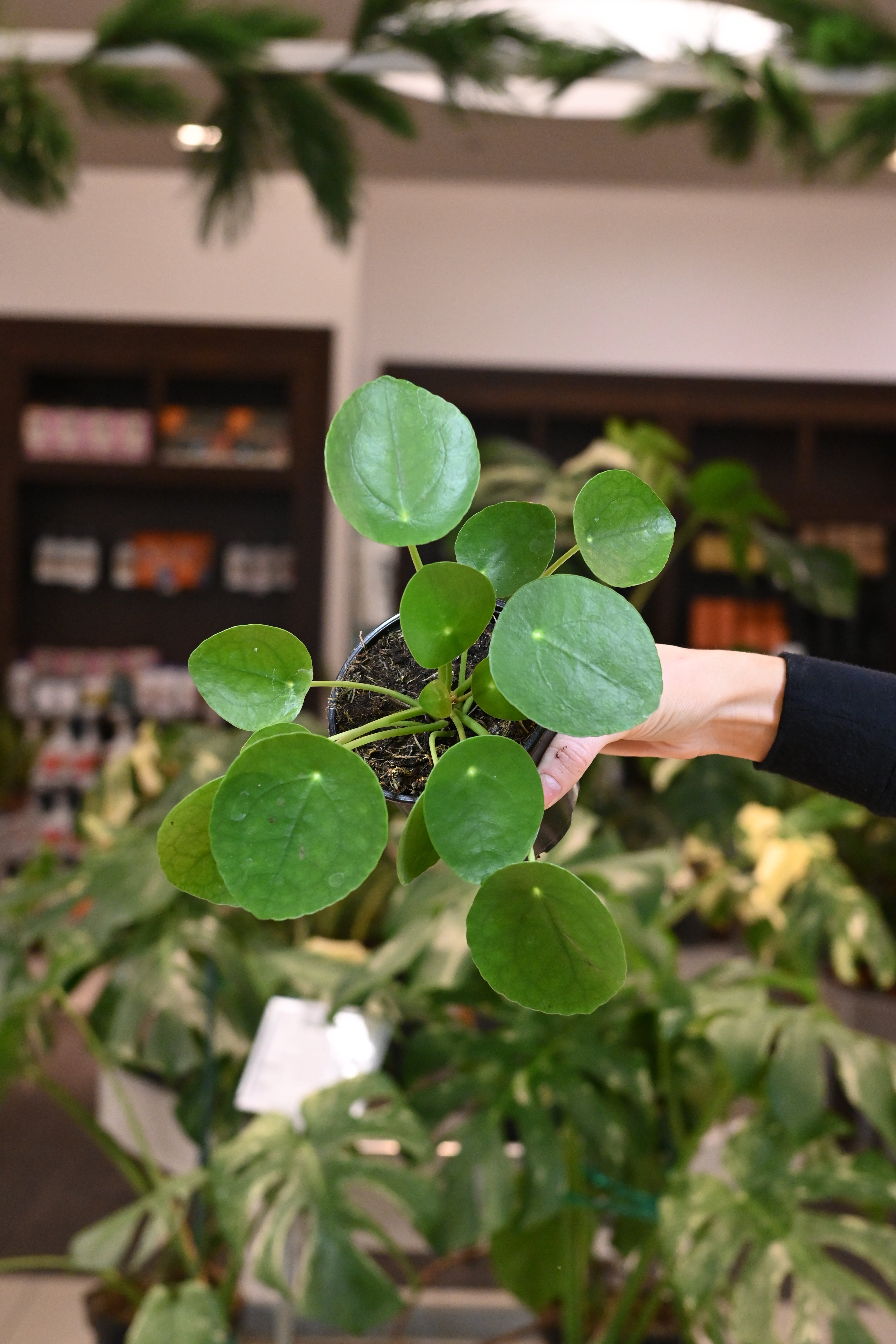 Pilea Peperomioides
