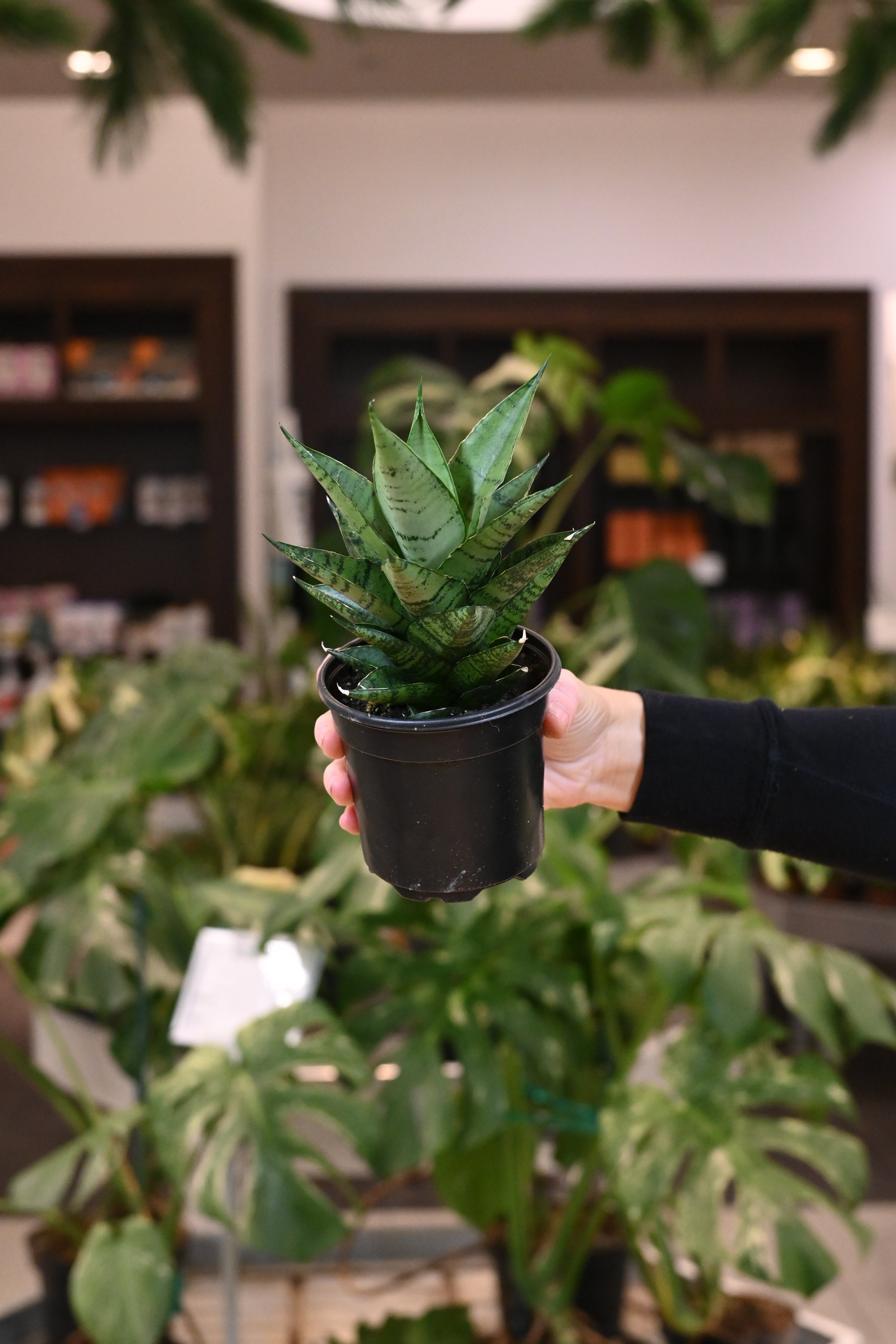 Sansevieria Pagodah Dark