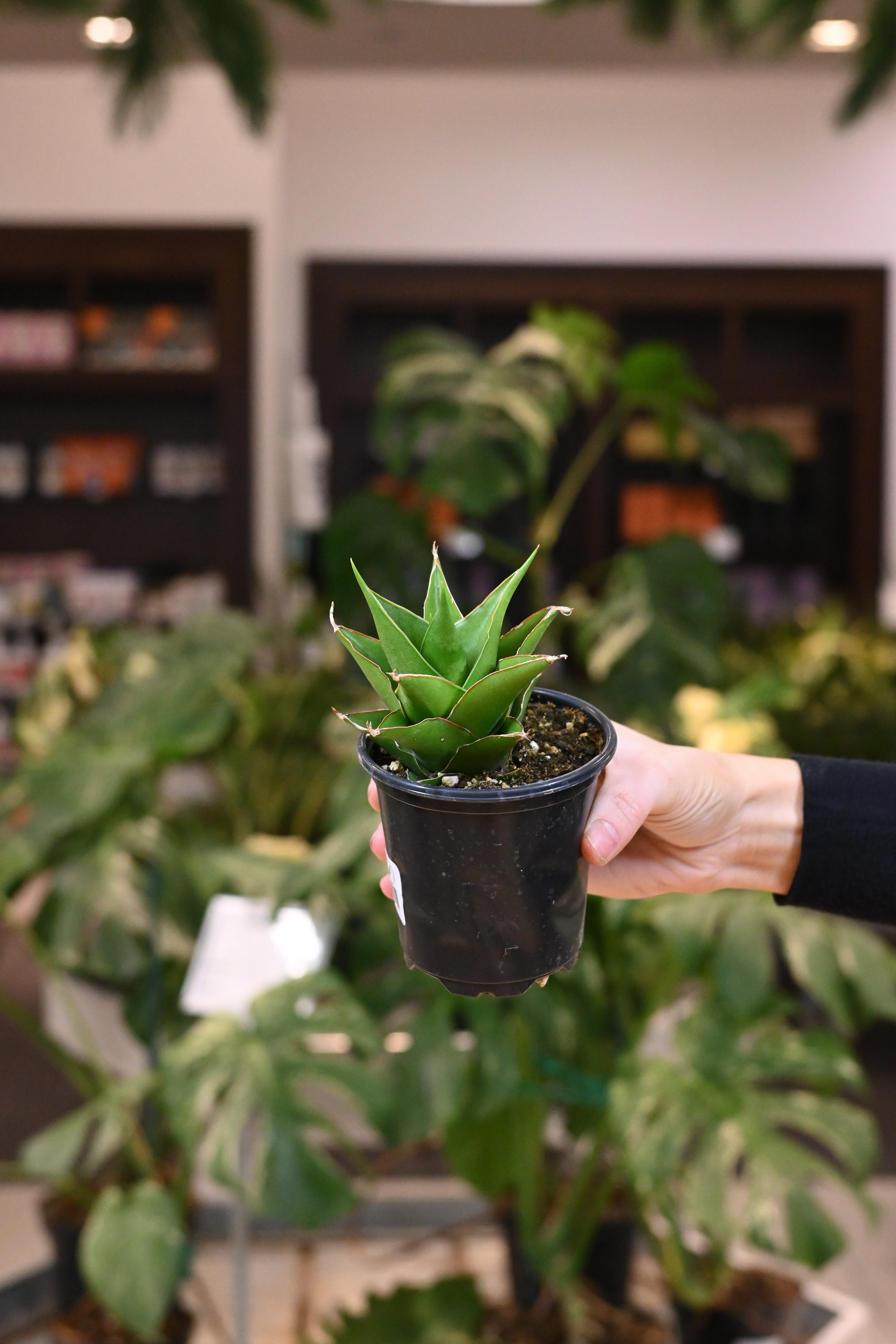 Sansevieria Green Tower