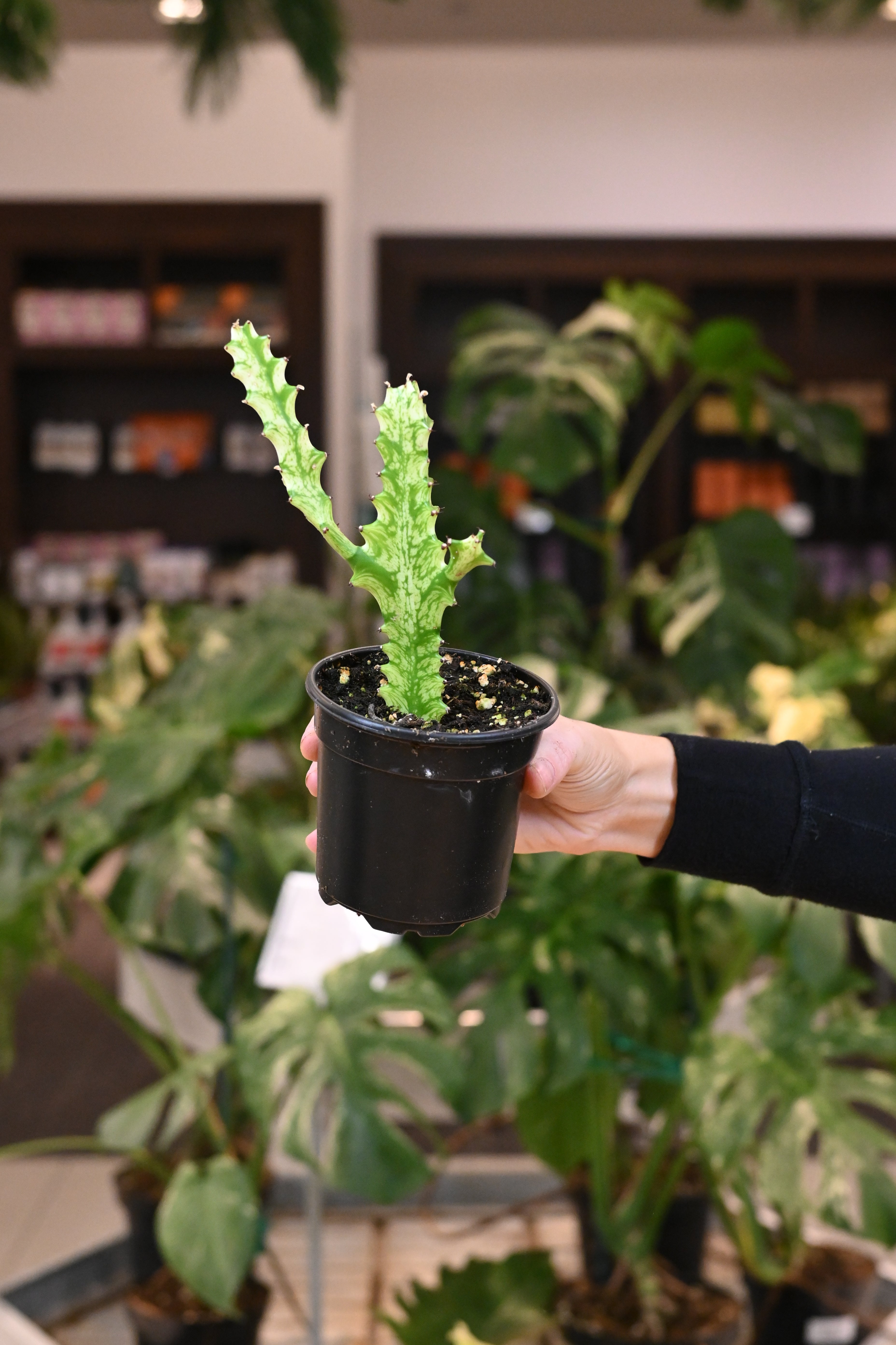 Euphorbia Trigona Variegated