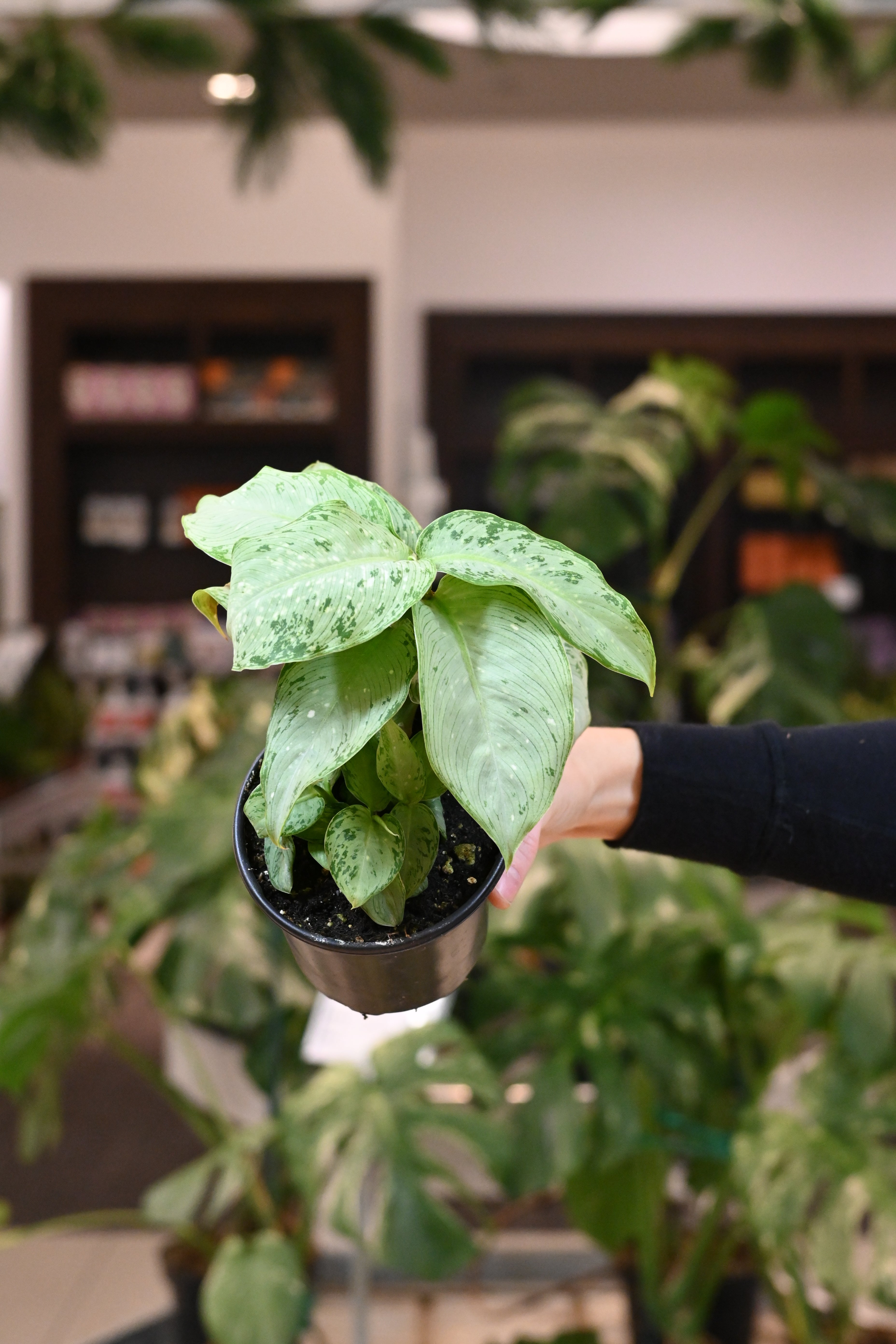 Dieffenbachia Snow