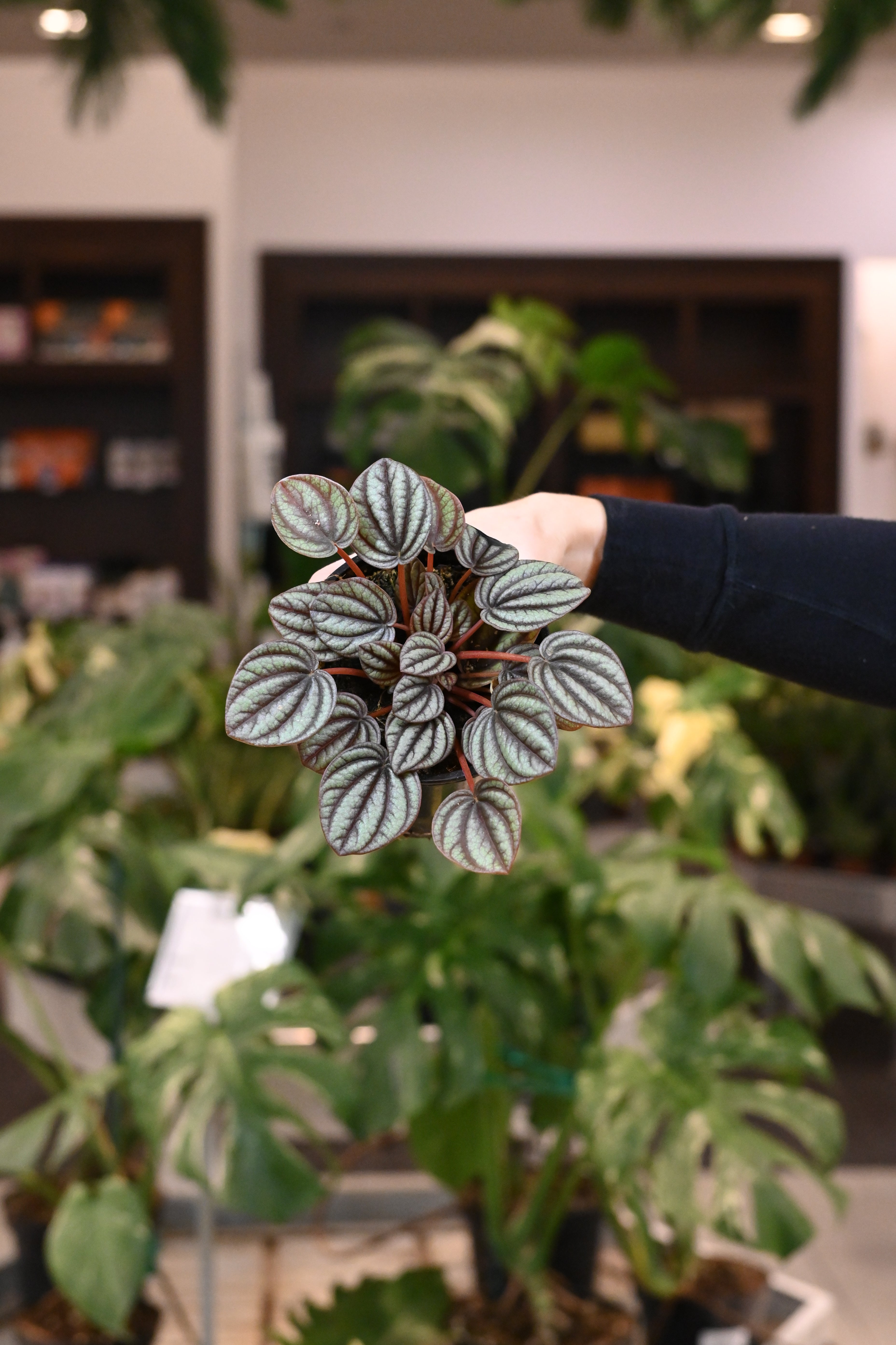 Peperomia Piccolo Banda