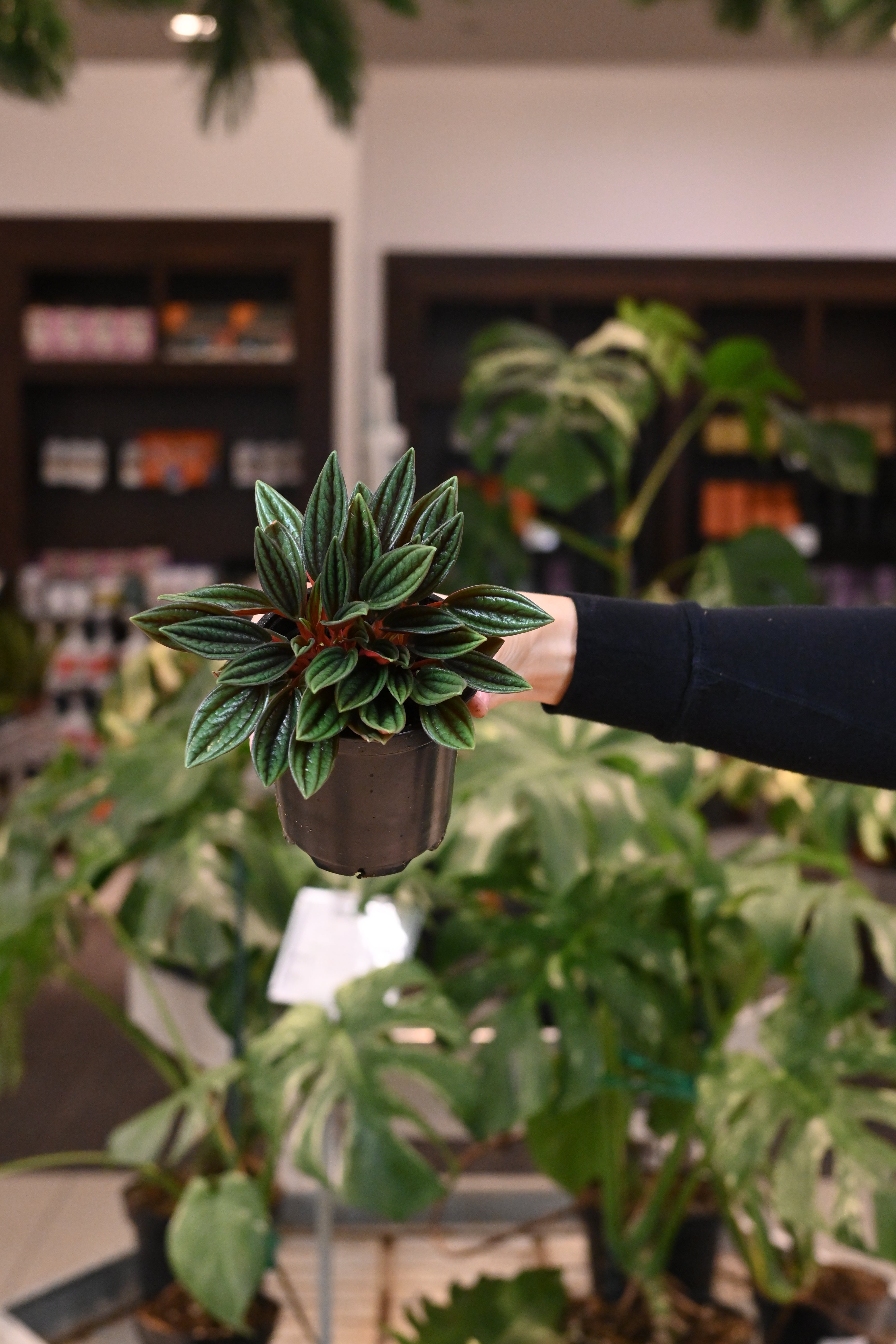 Peperomia Rosso
