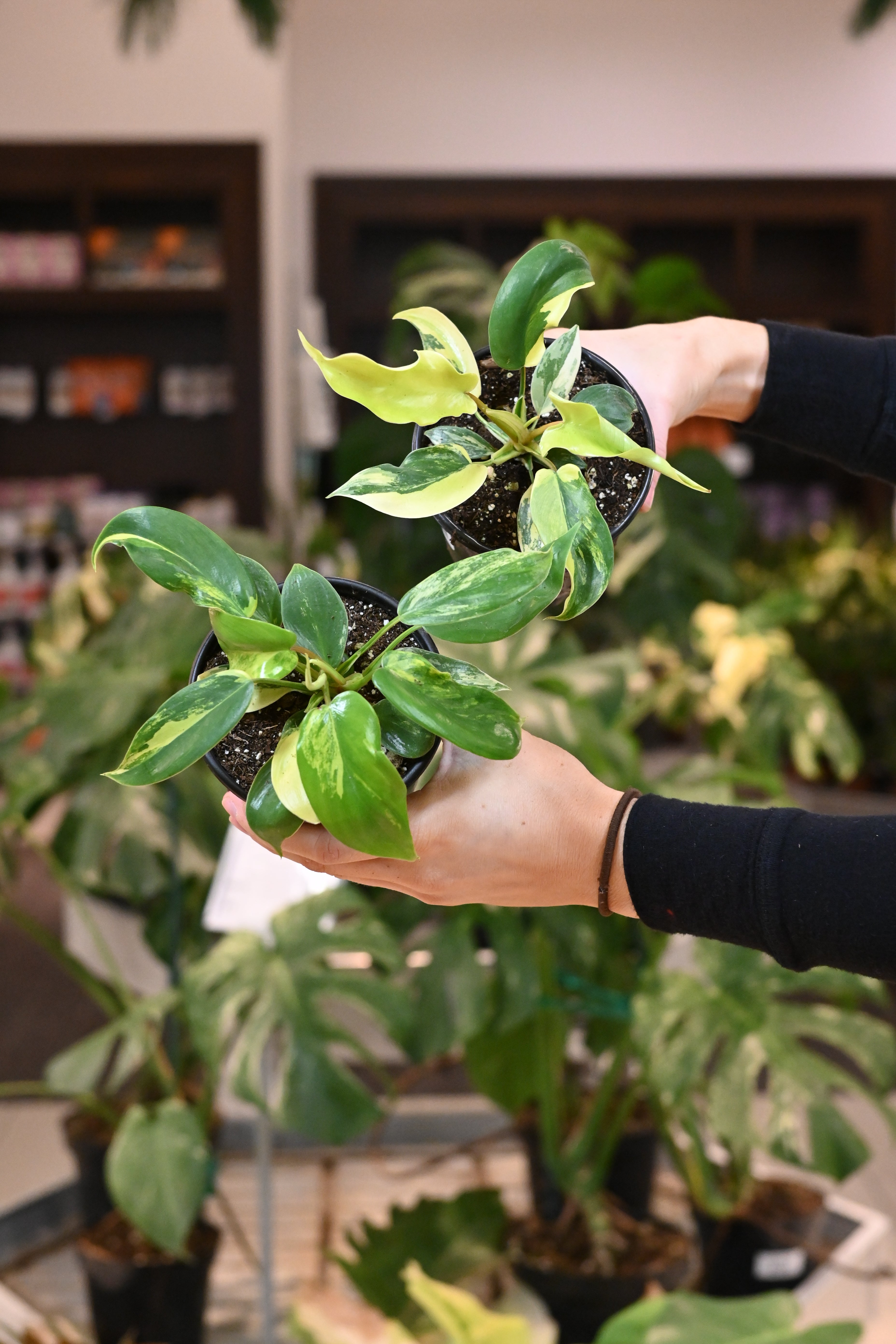 Philodendron Florida Beauty