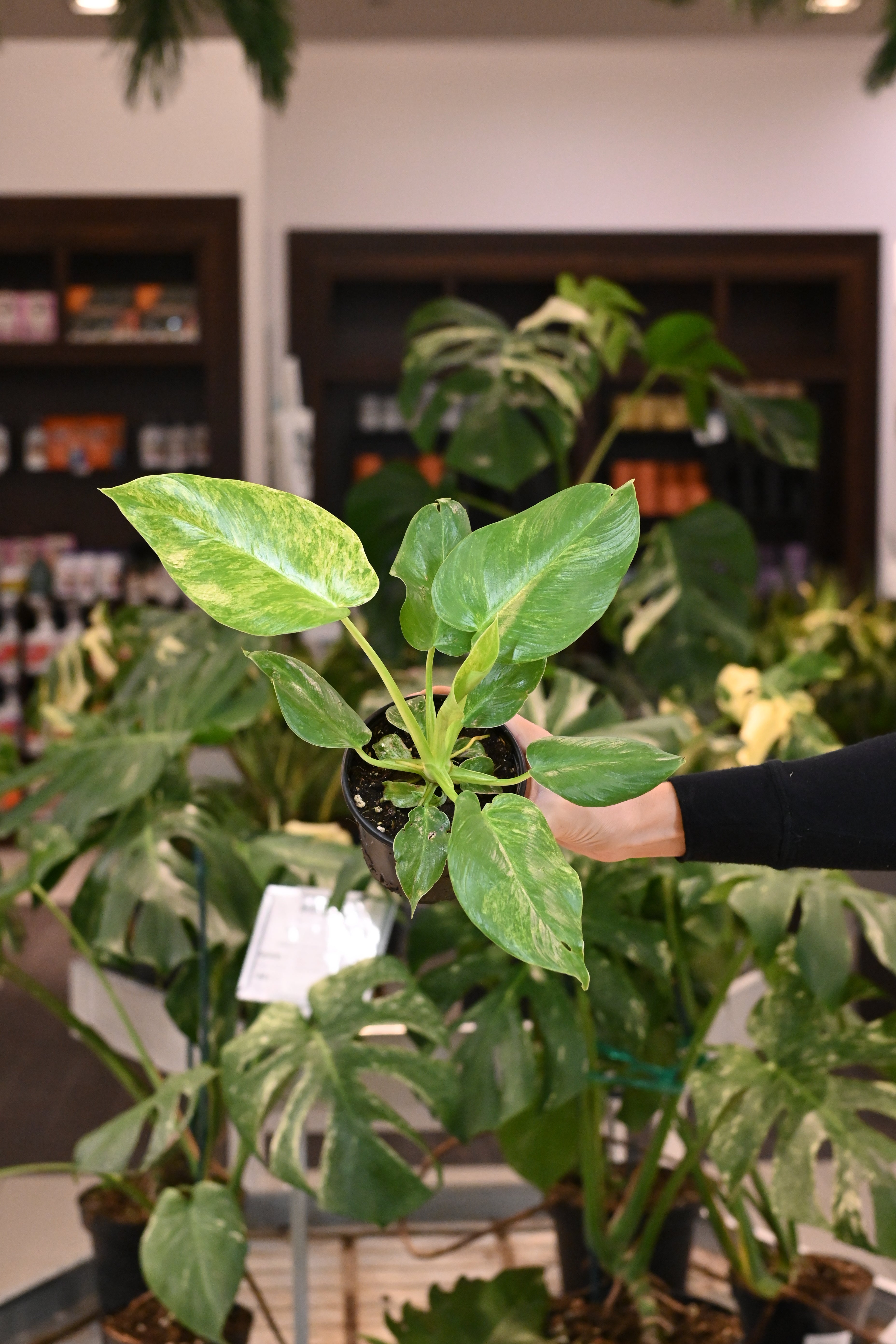 Philodendron Giganteum Blizzard