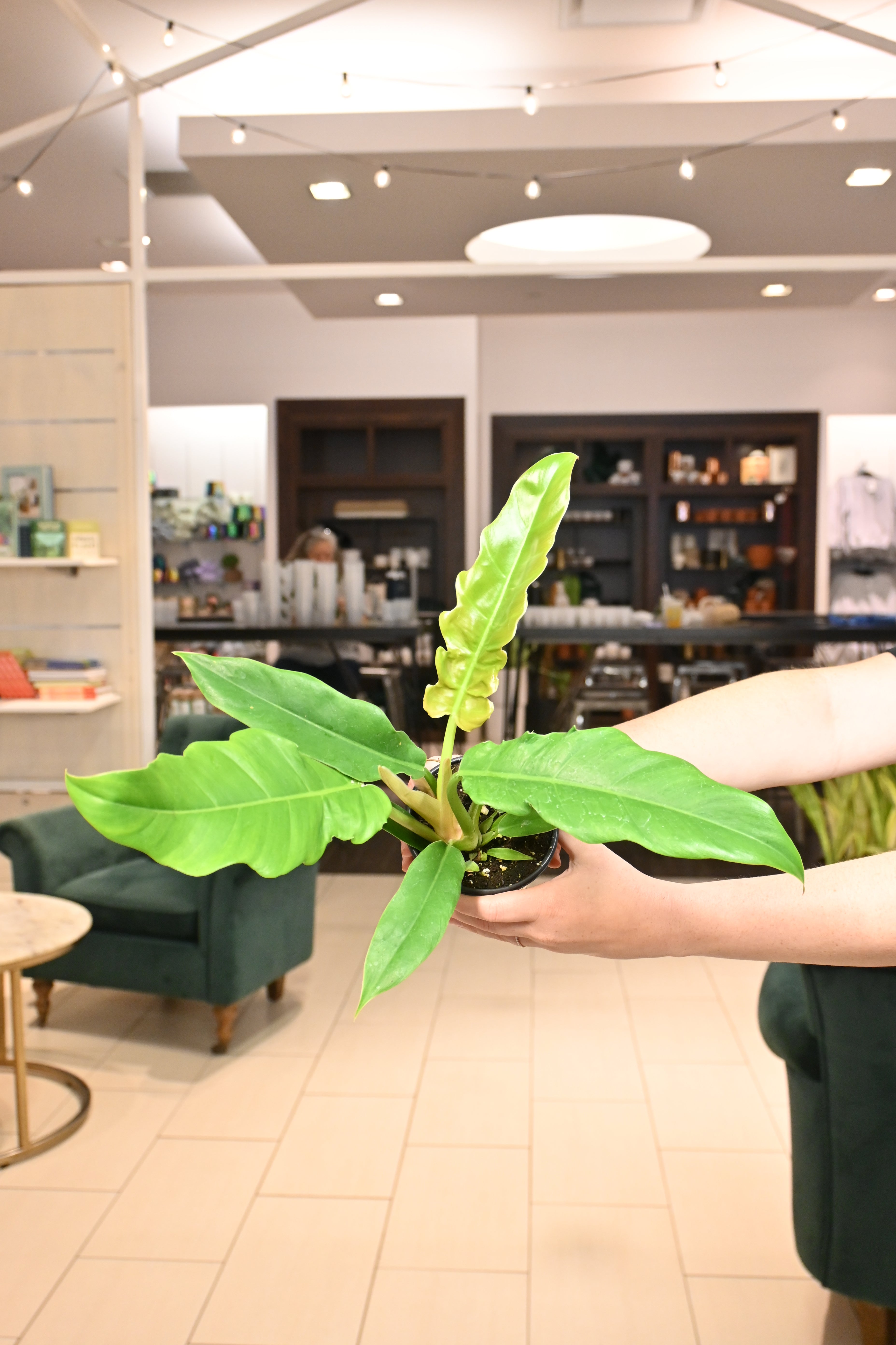 jungle boogie philodendron for sale Philodendron Jungle Boogie – Lost in the Forrest