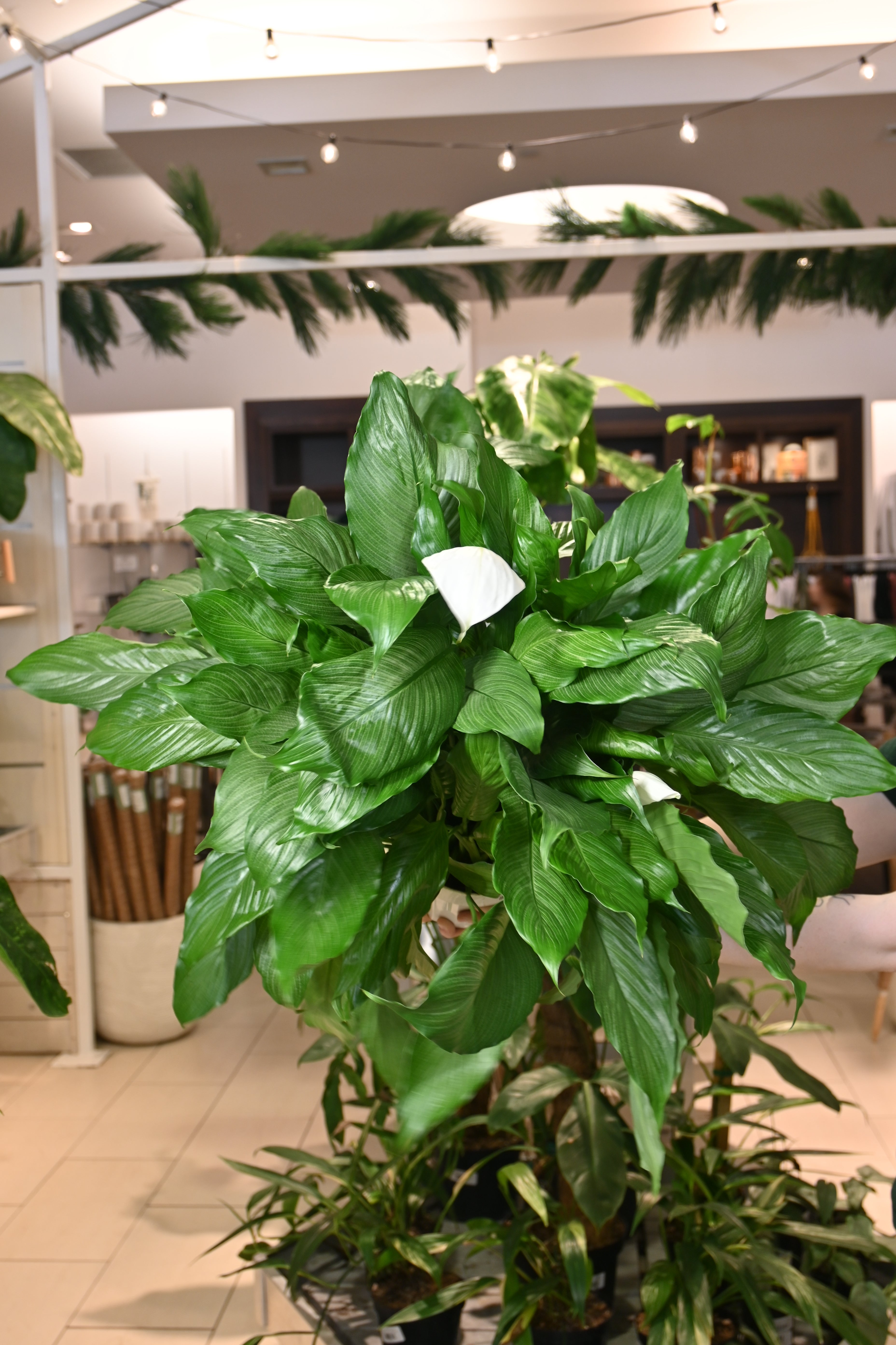platinum mist peace lily Spathiphyllum Platinum Mist – Lost in the Forrest