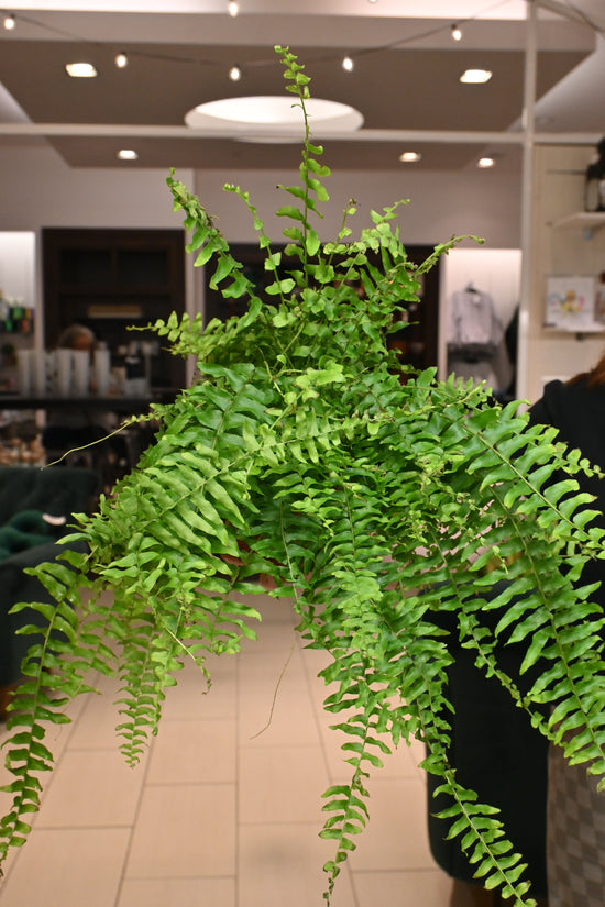 Boston Fern