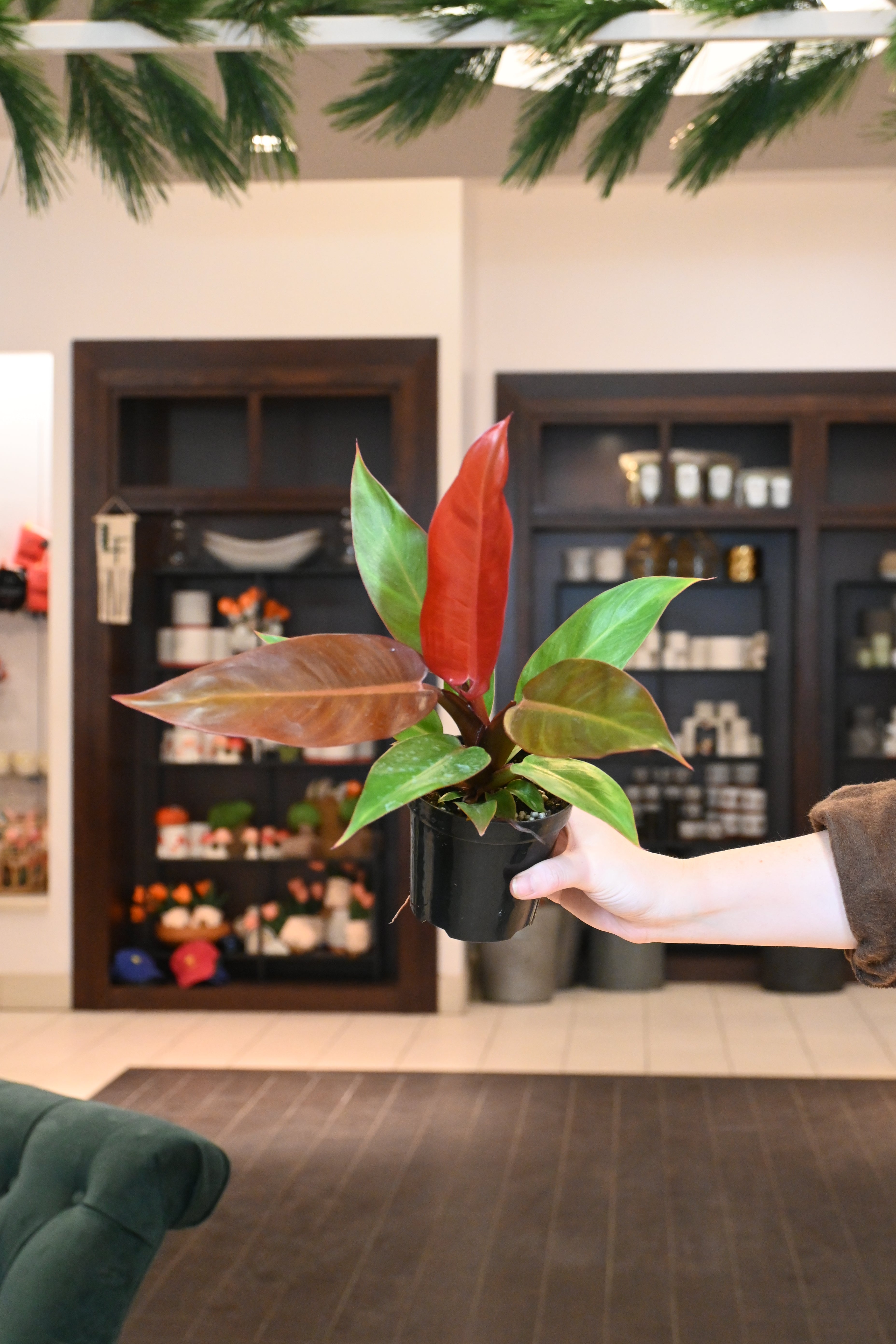 Philodendron Red Sun