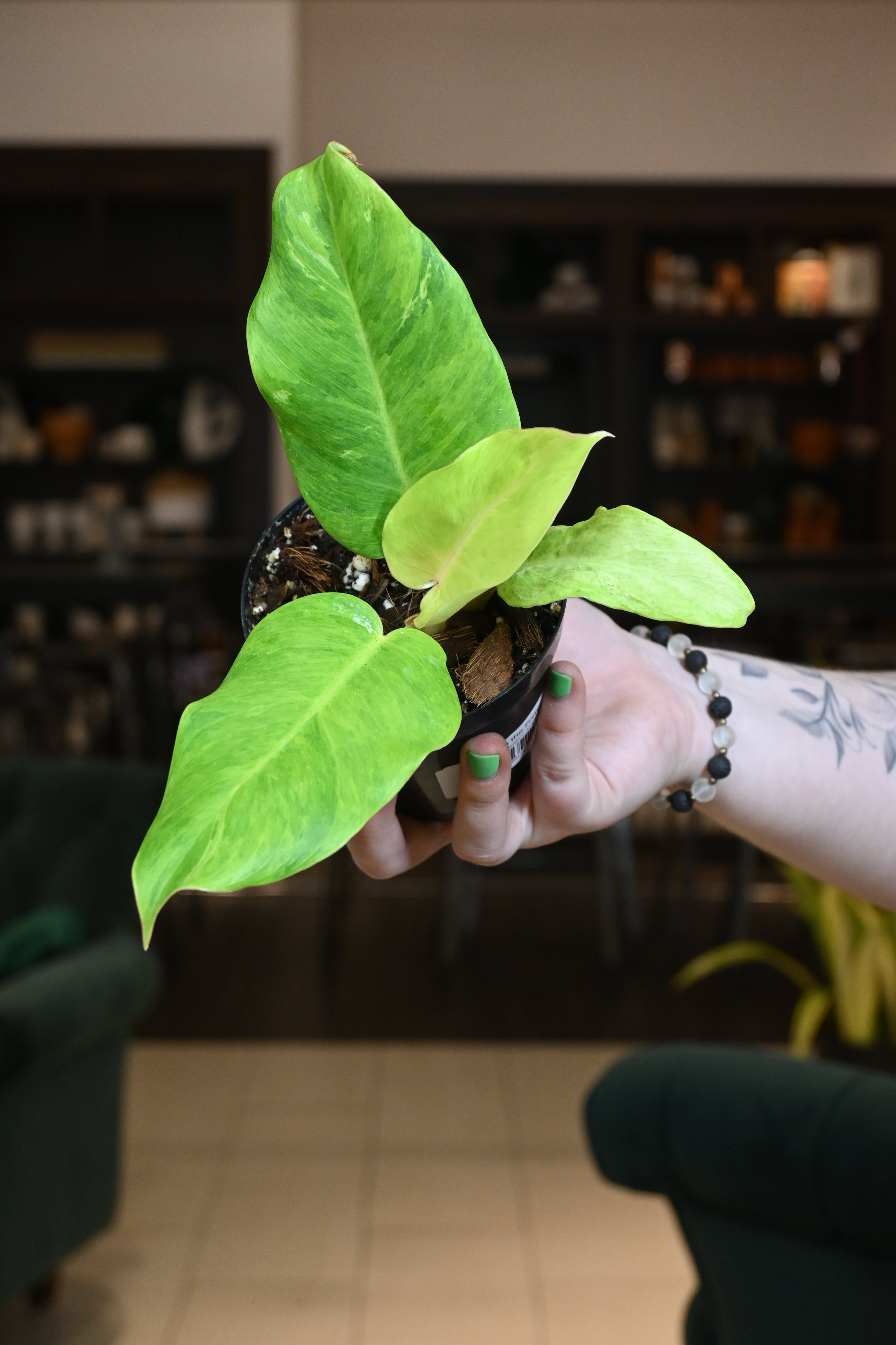 philodendron jungle fever green Green Jungle Fever Philodendron -Trending/Collector's Series