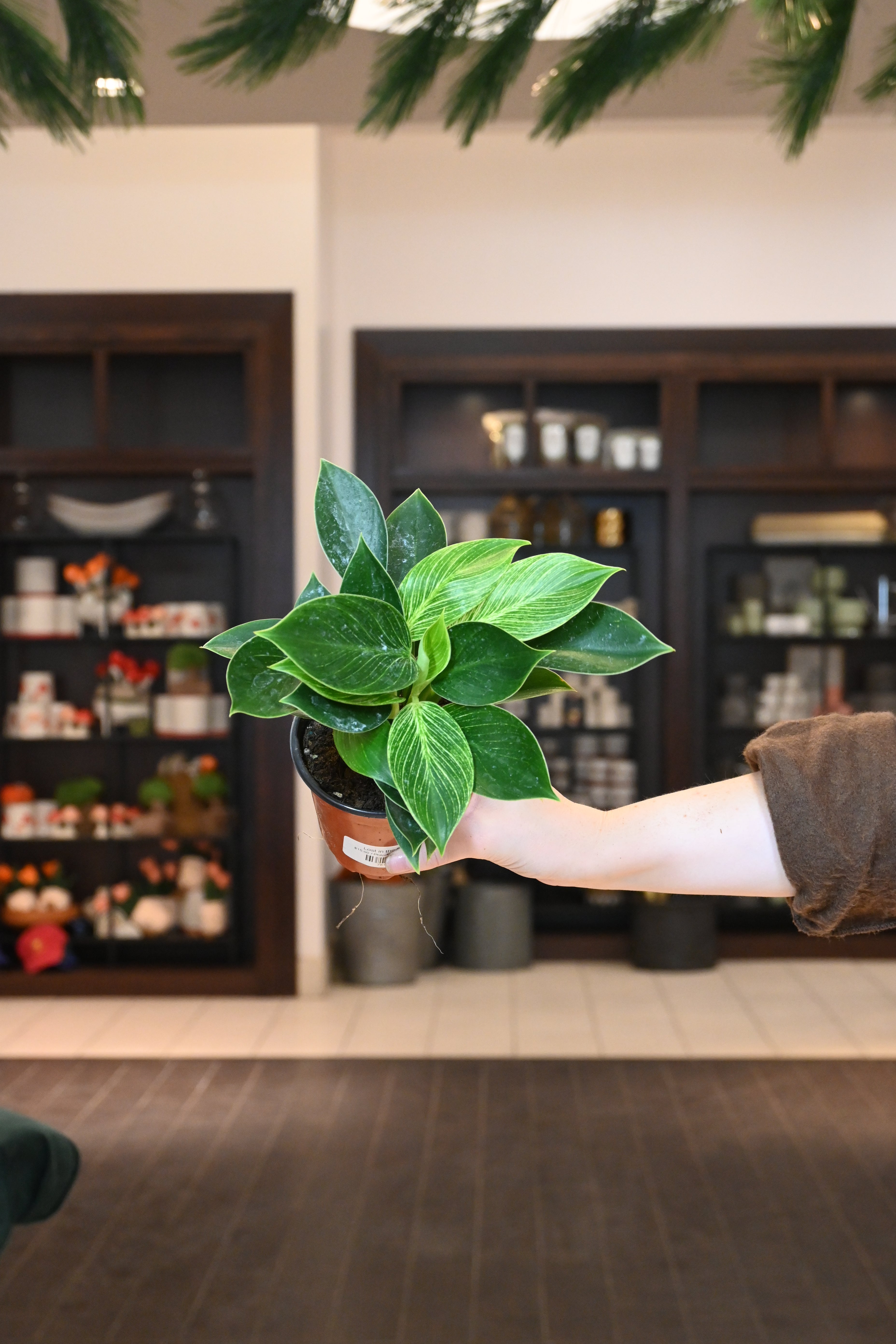 Philodendron Birkin