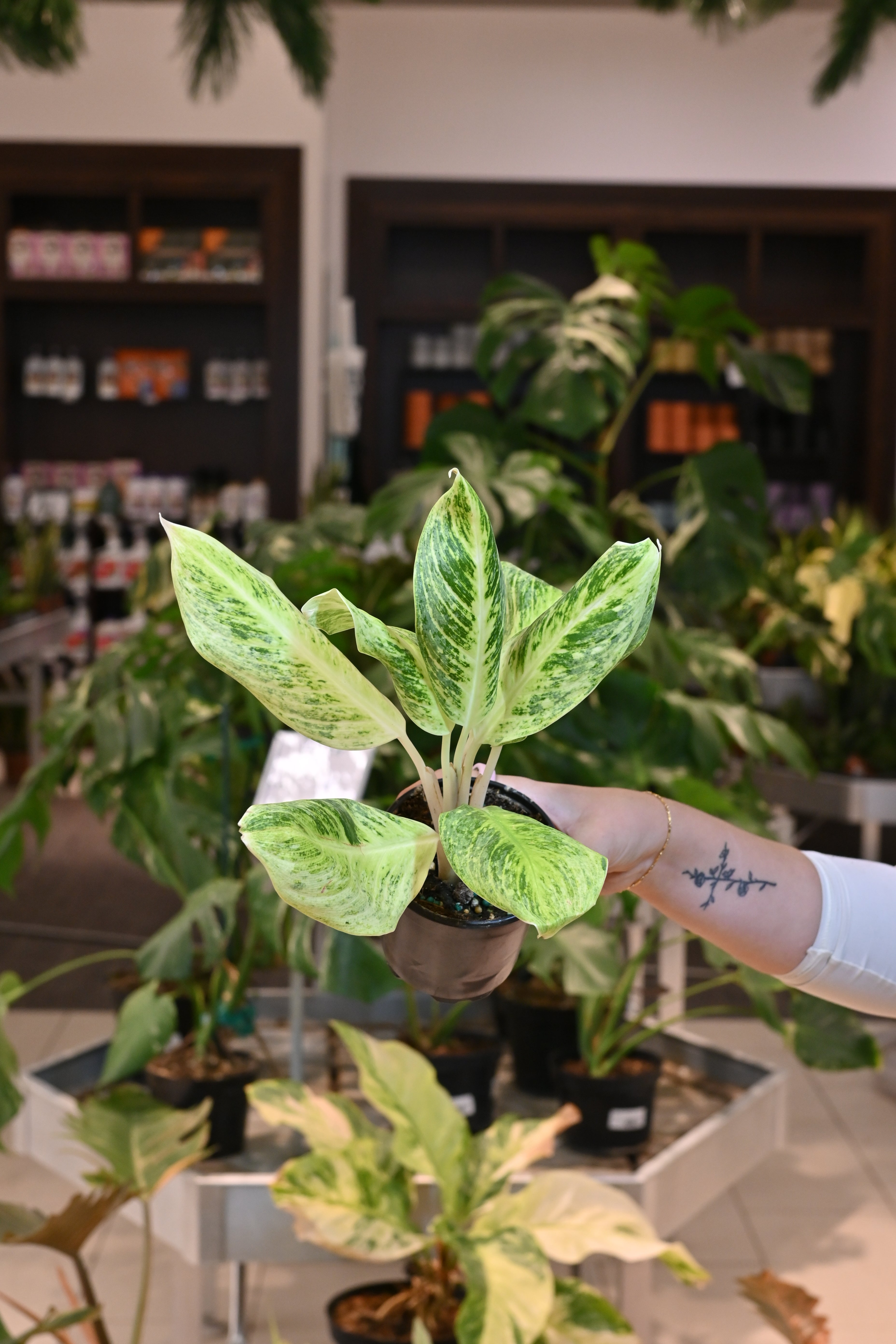 Aglaonema &