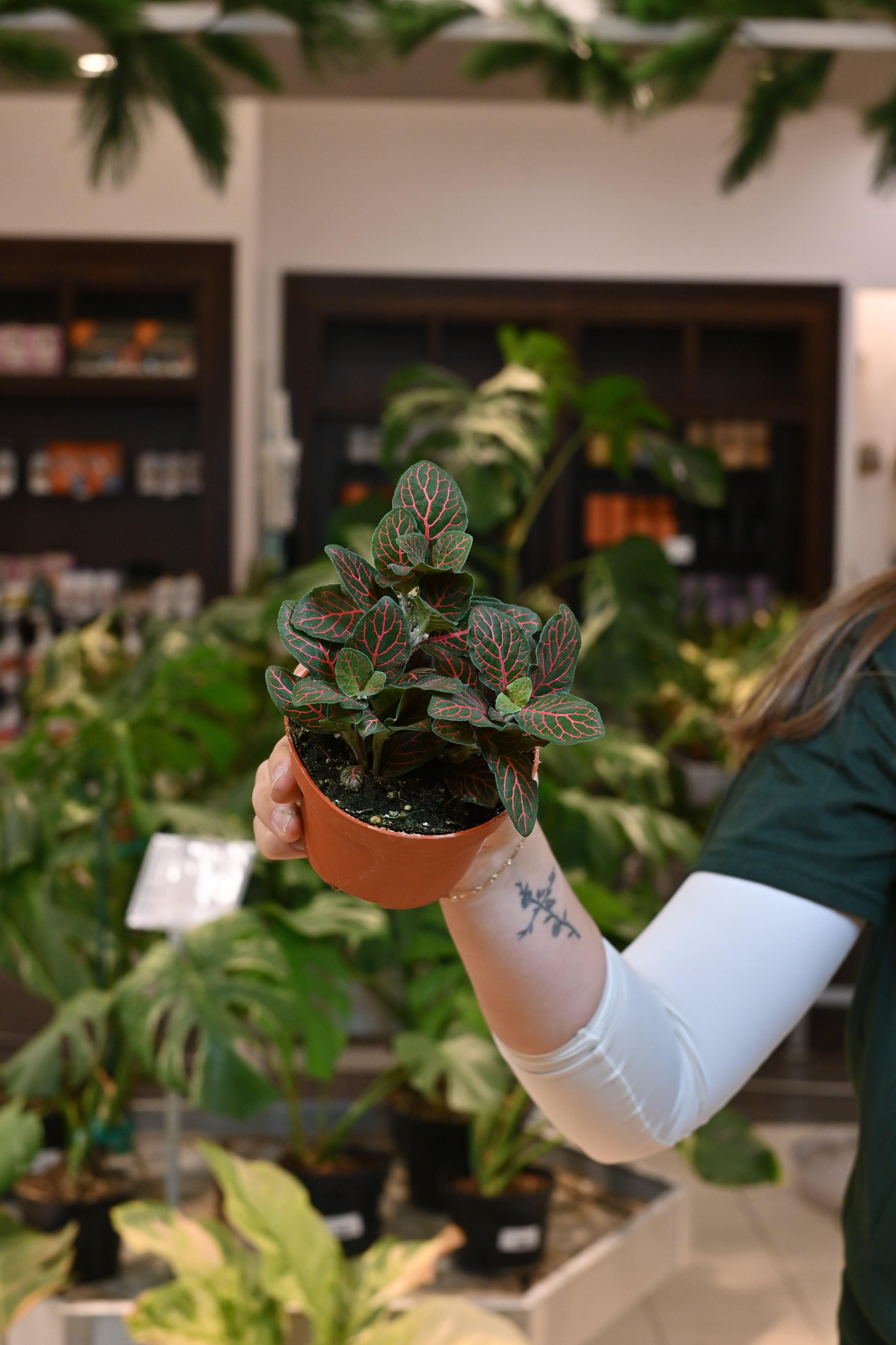Fittonia Assorted