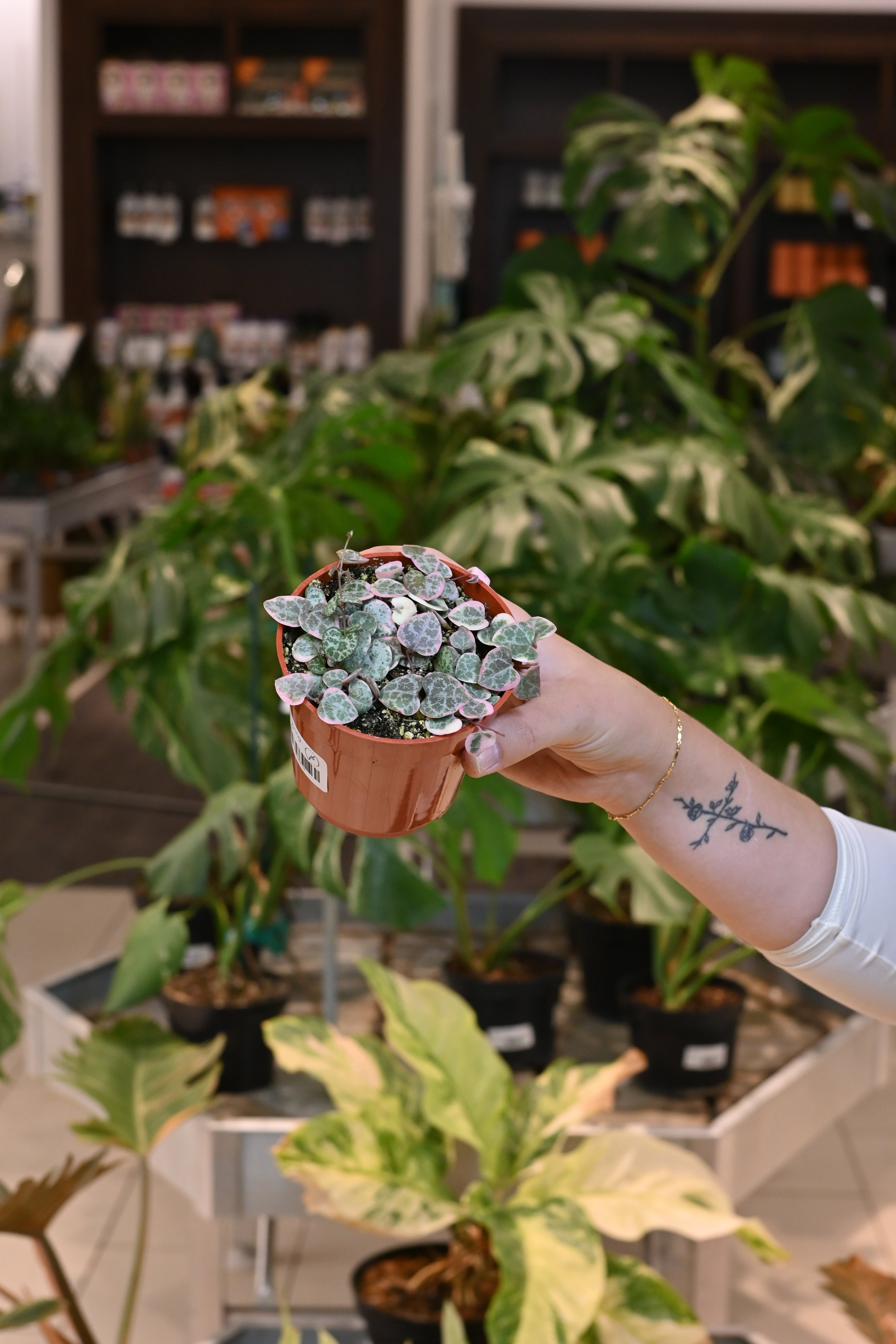 Variegated String of Hearts