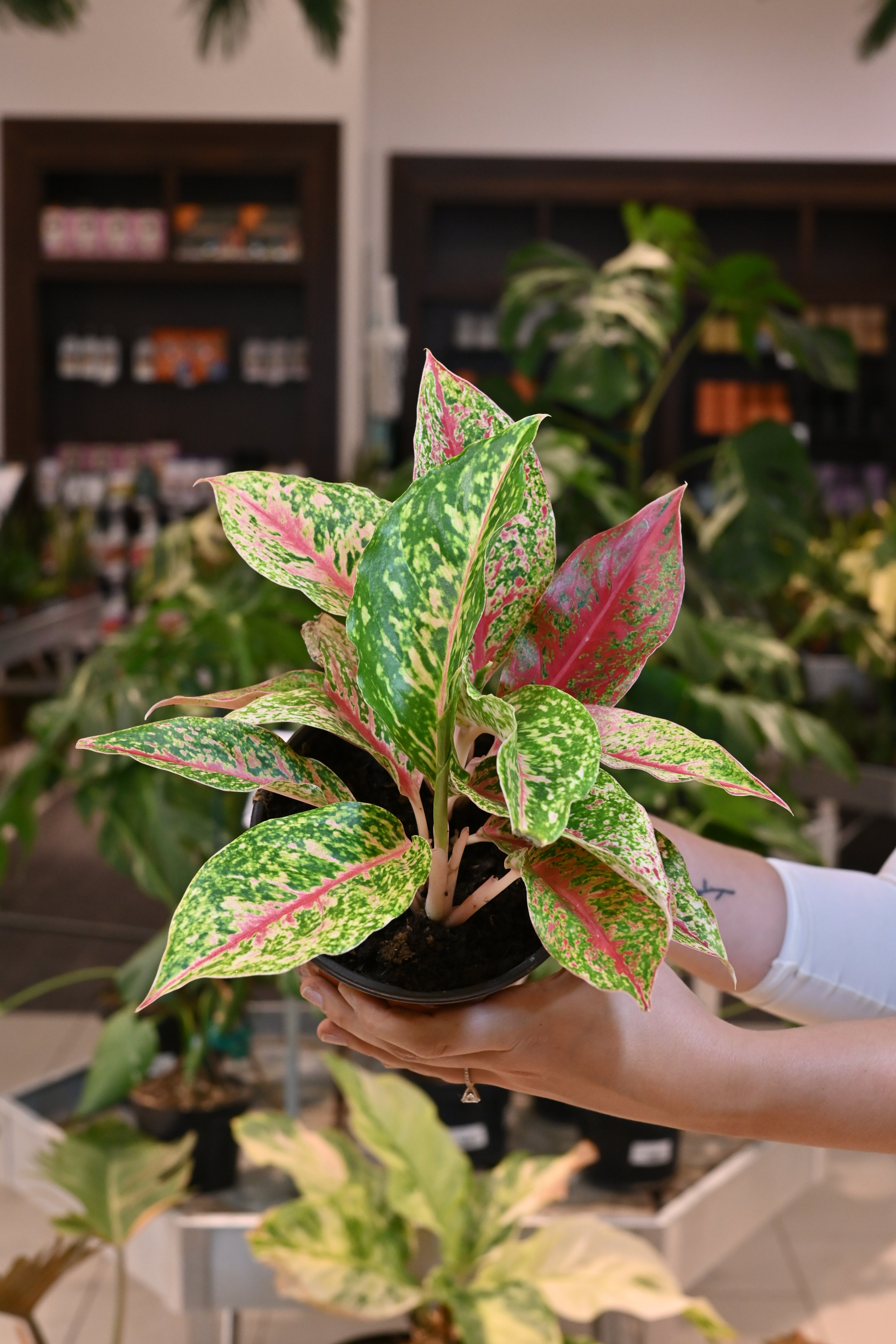 aglaonema colorful Aglaonema Night Sparkle