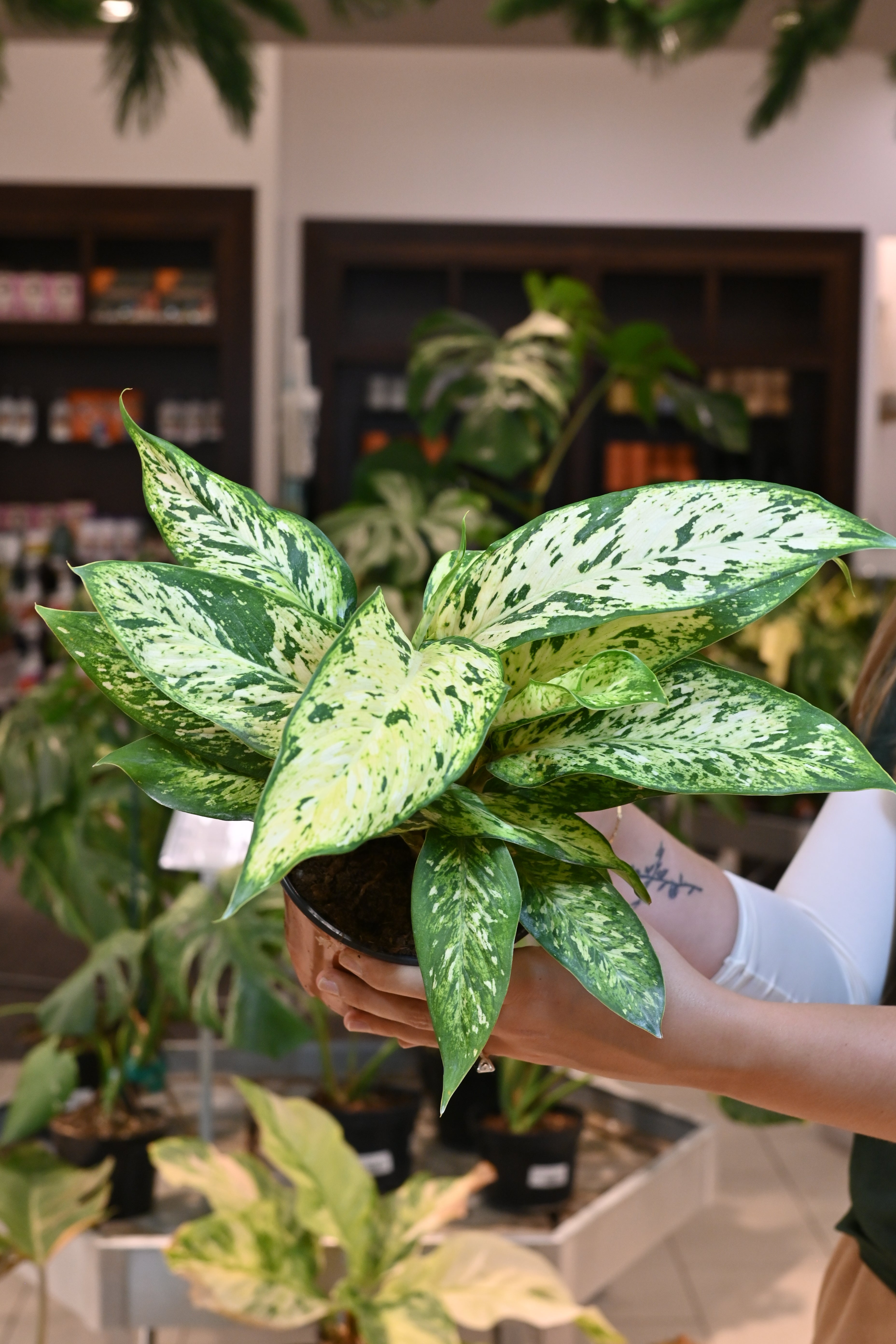 Dieffenbachia Starbight