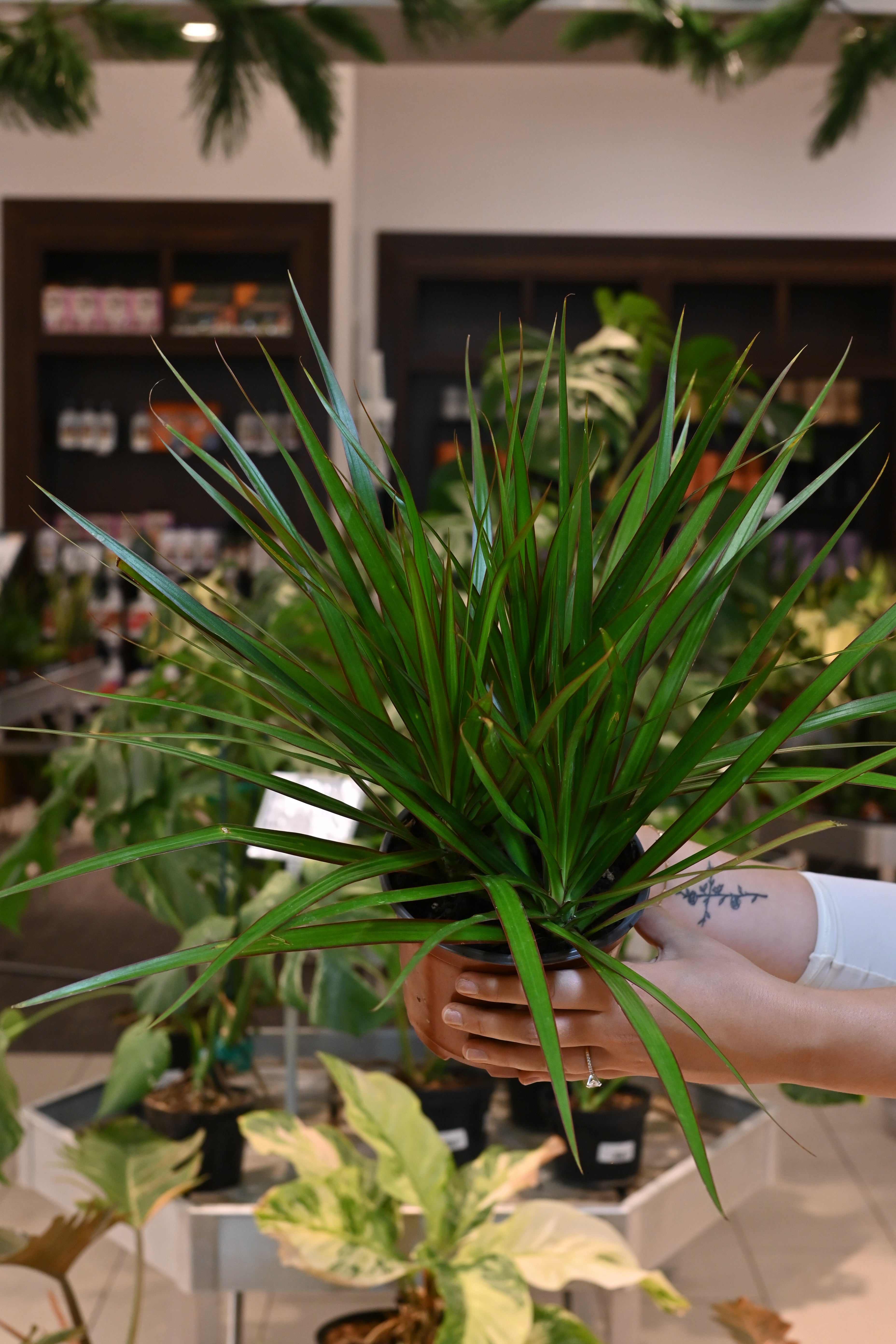 Dracaena Marginata Tip