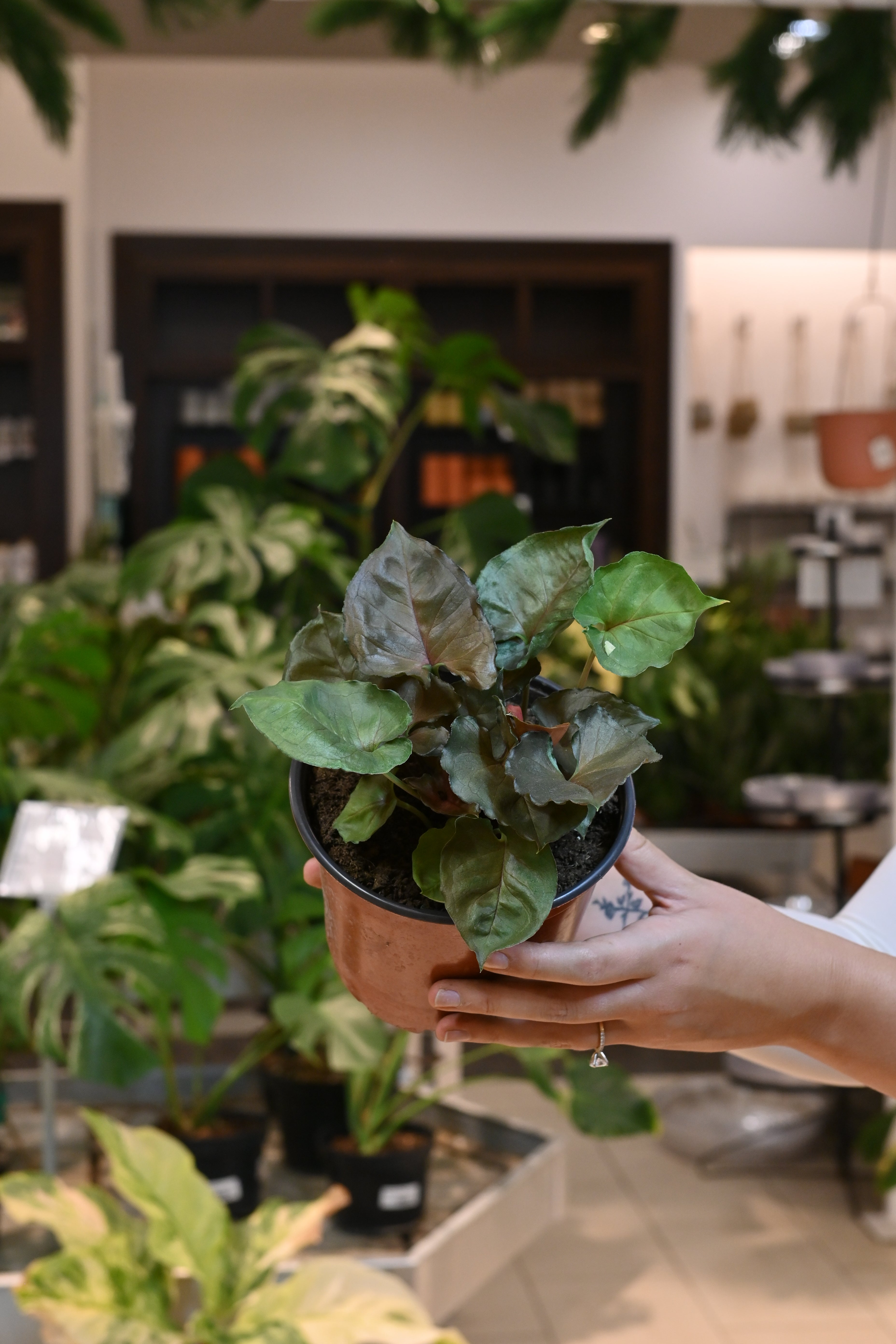 Syngonium Strawberry Ice