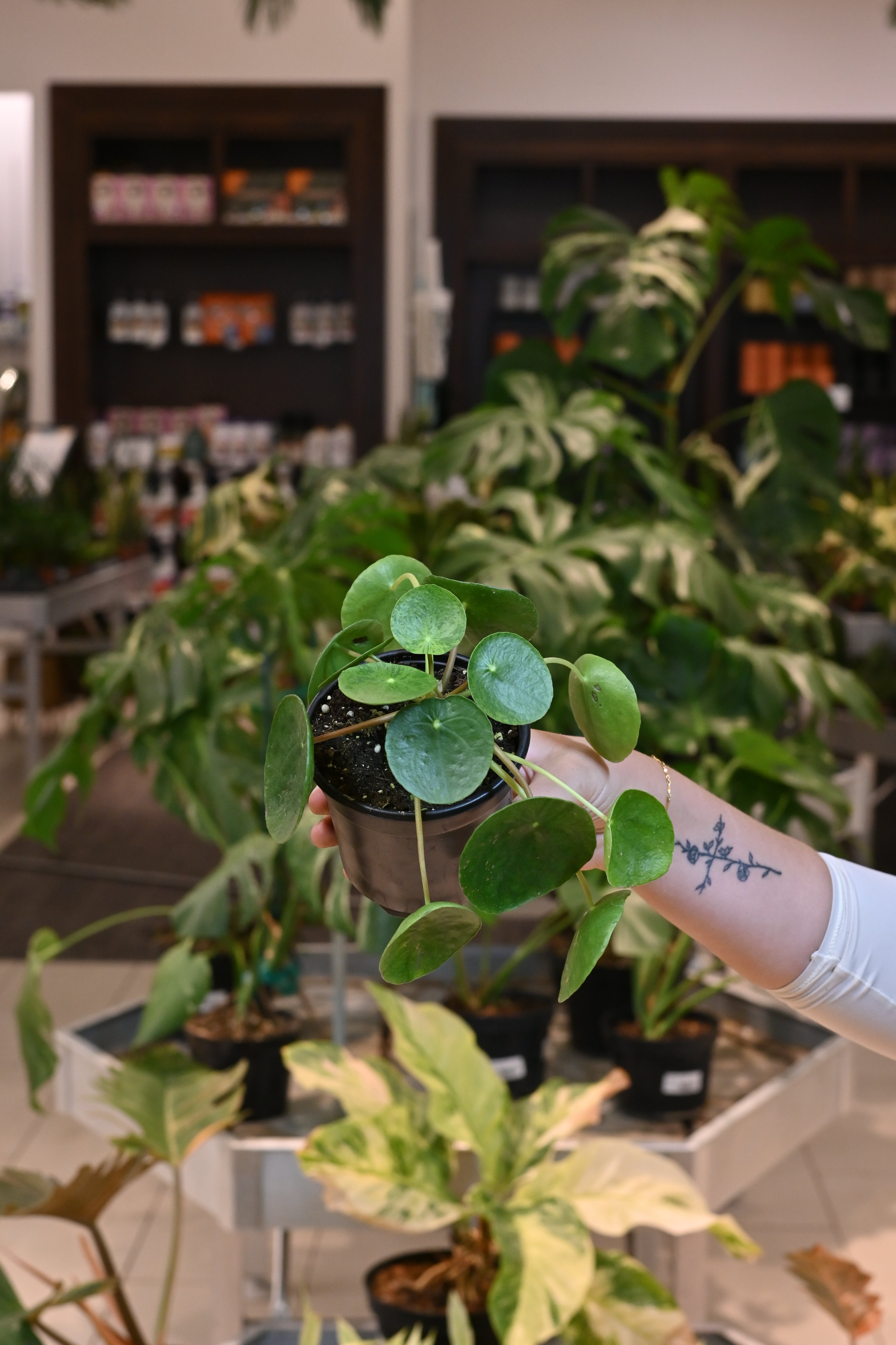 Pilea Mojito