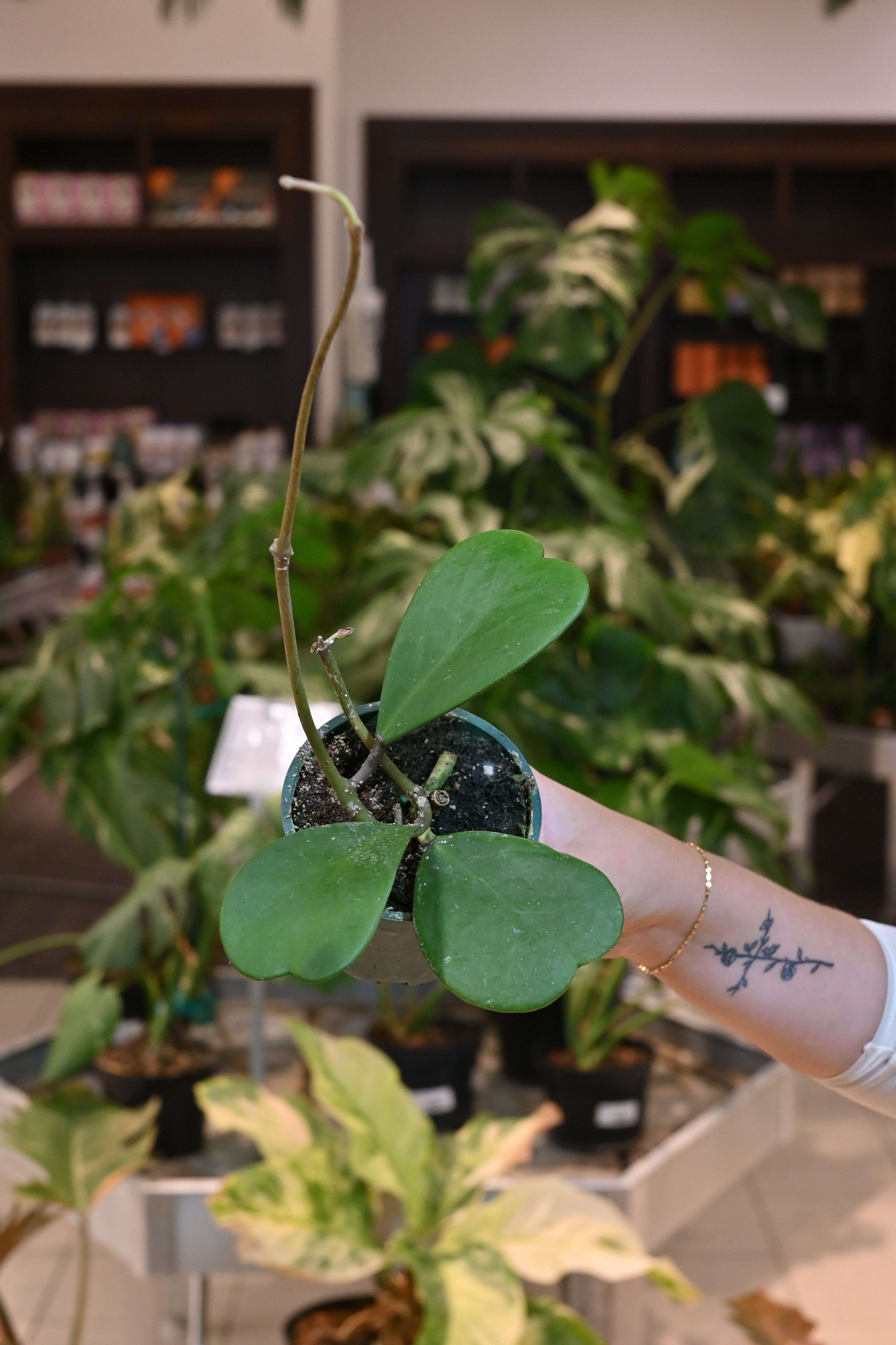 Hoya Kerrii