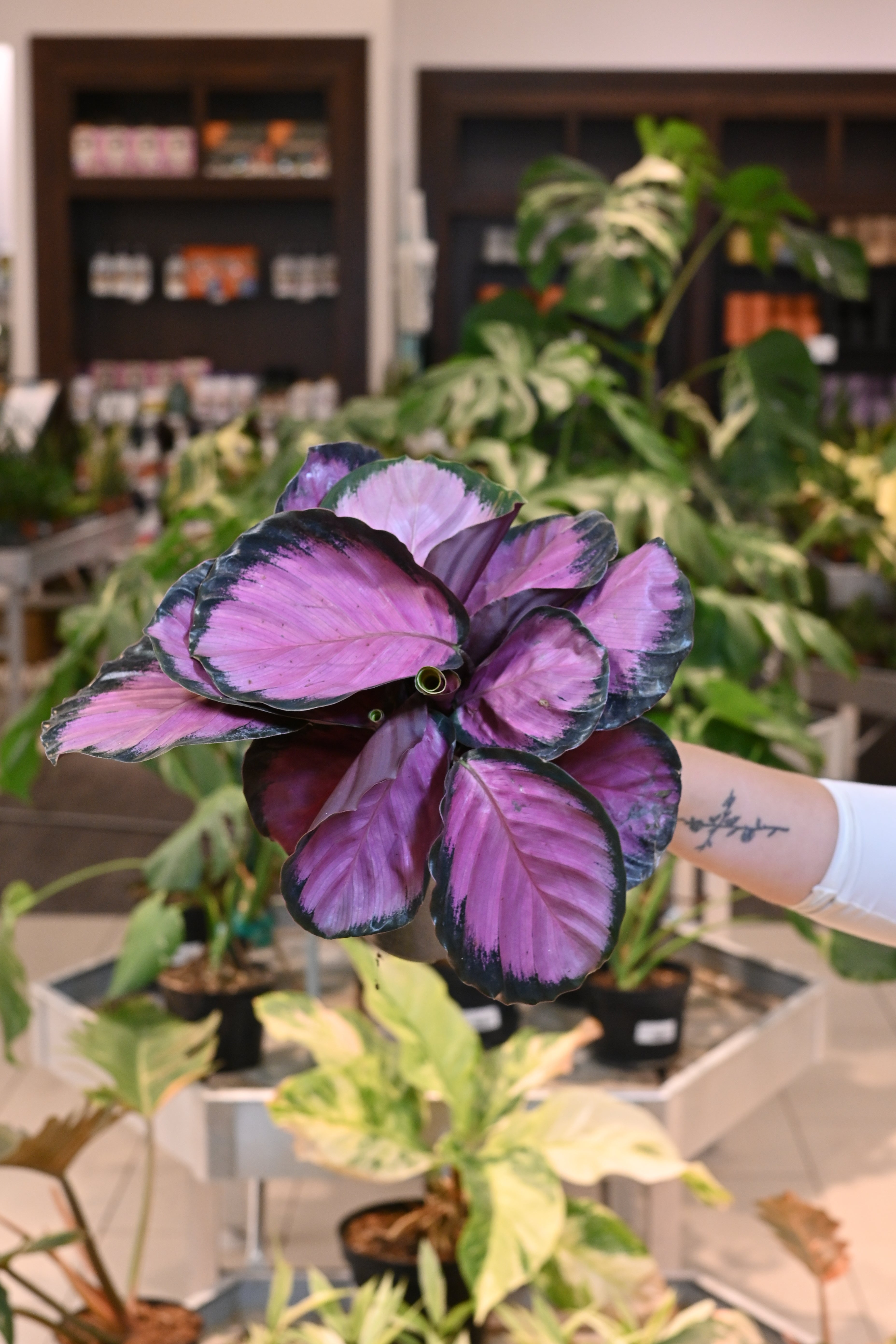 purple pink indoor plant Calathea roseopicta 'Pink Star'