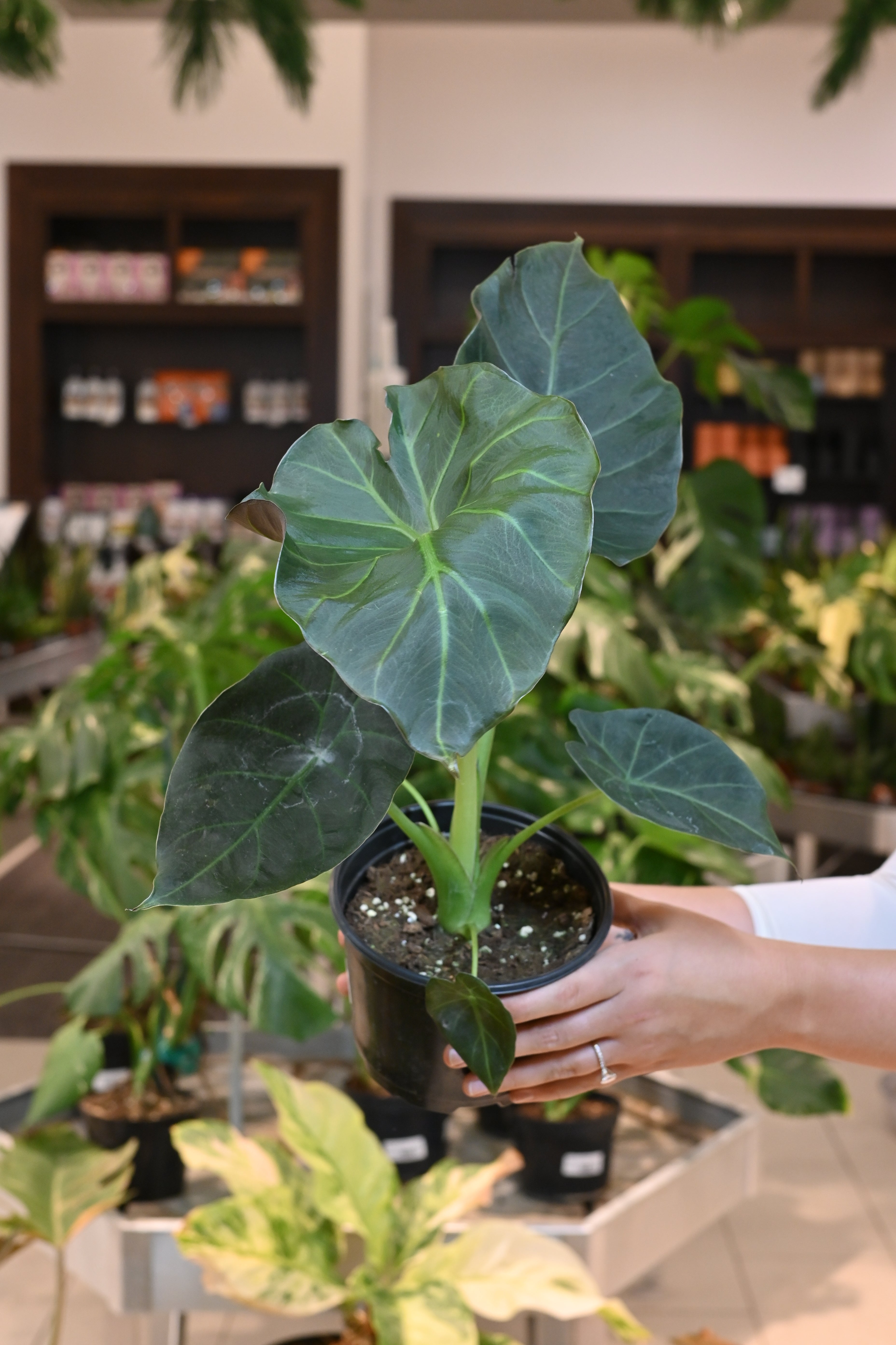 Alocasia Regal Shield