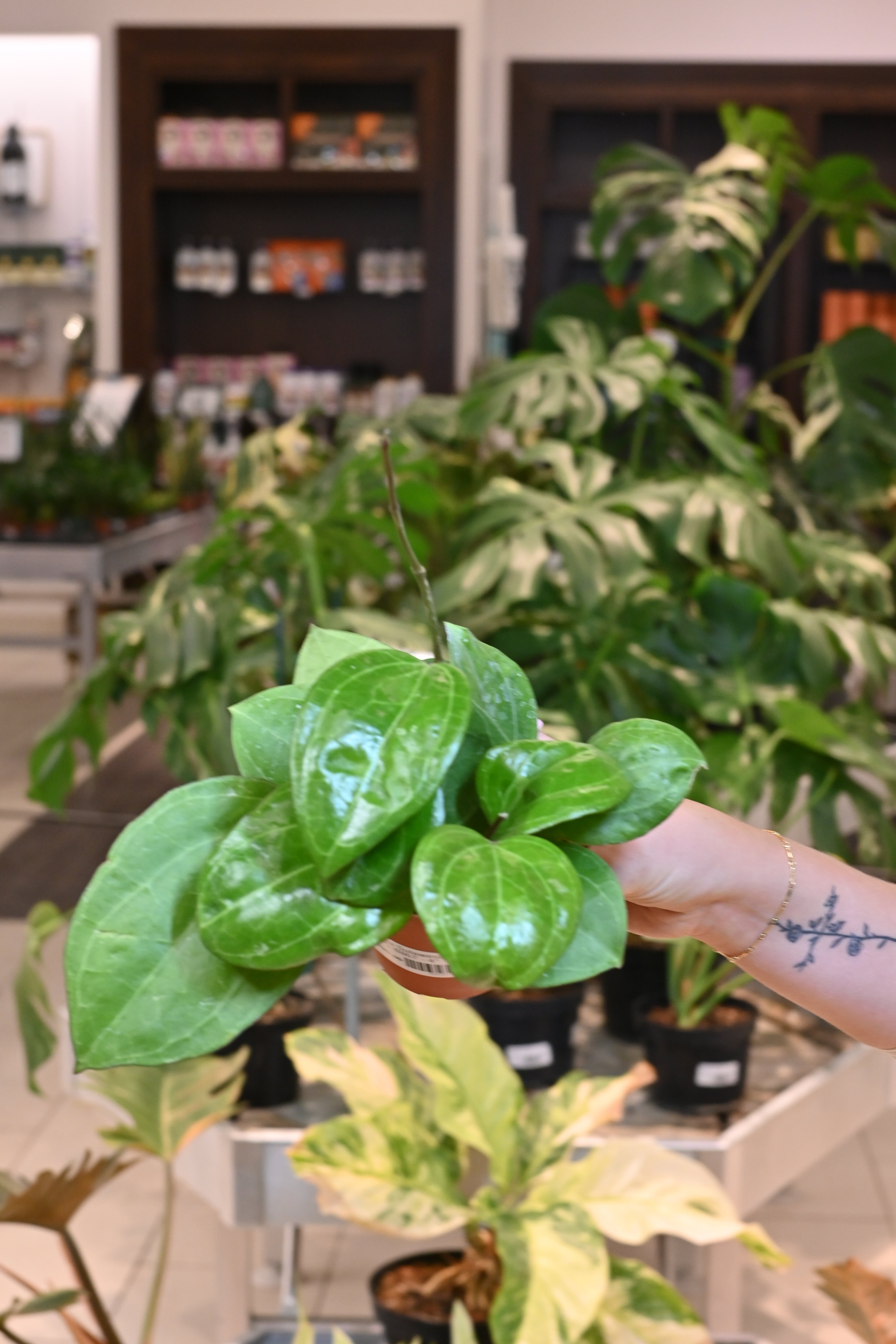 Hoya Sulawesi GPS 8867