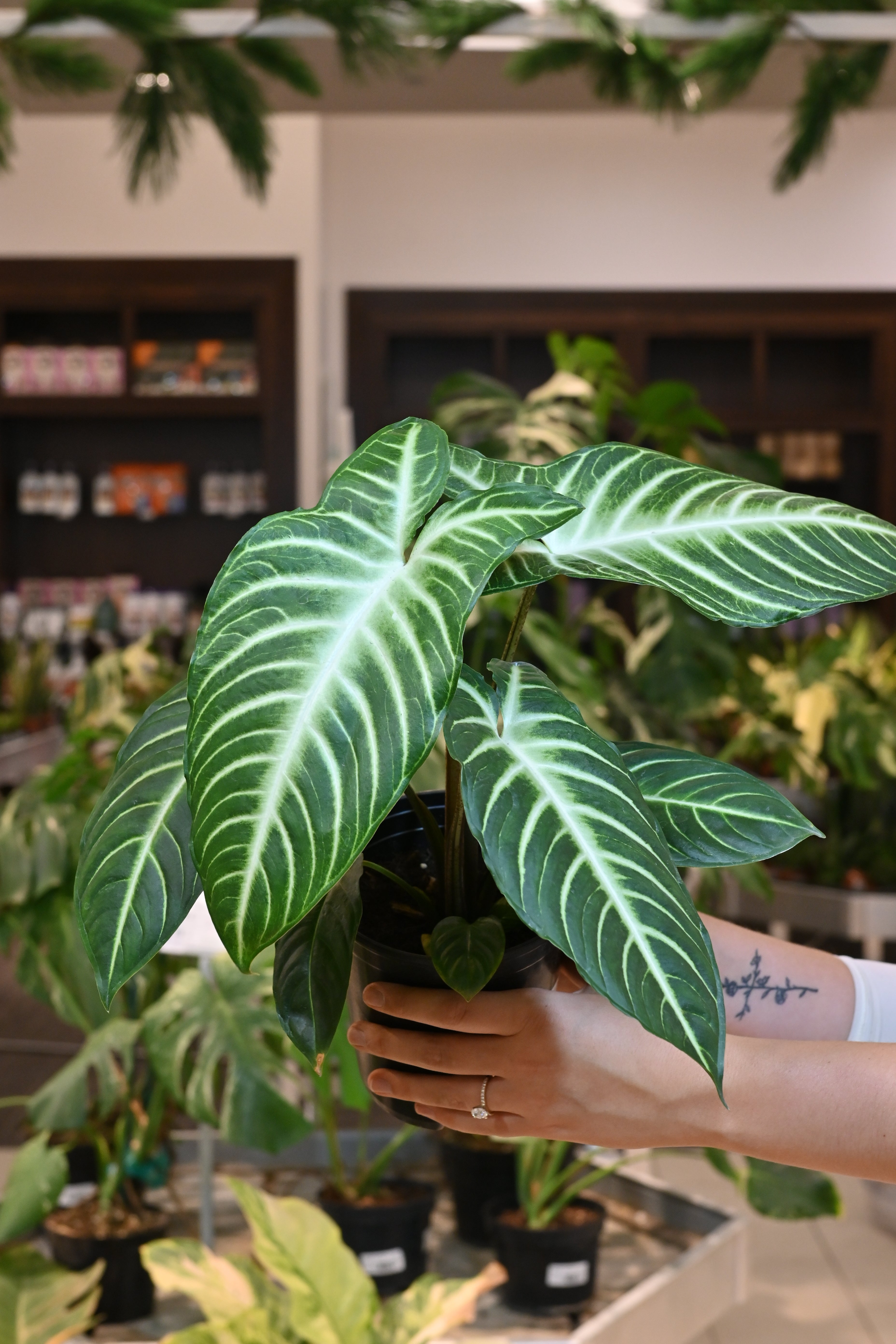 Caladium Lindenii &