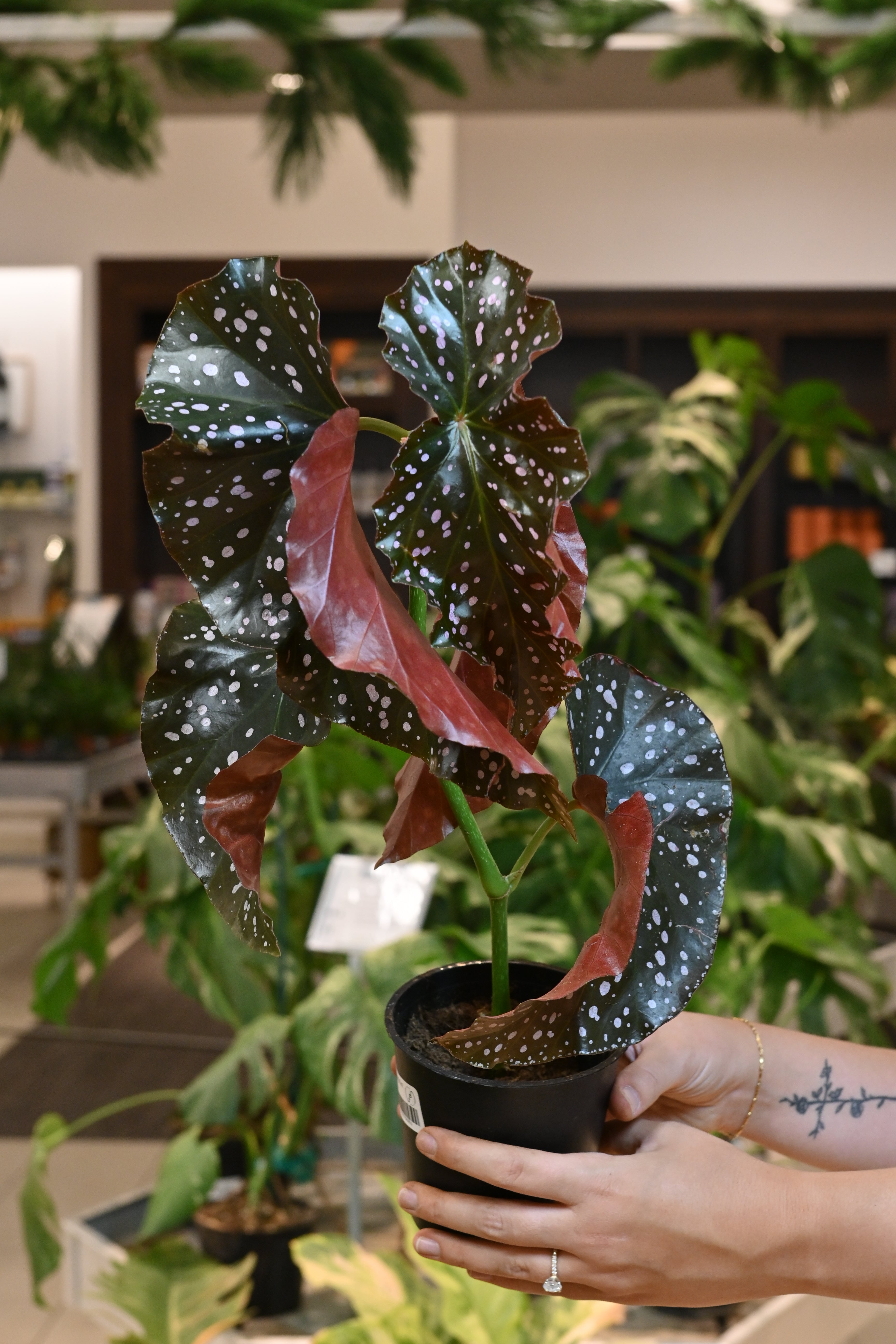 Begonia Cracklin&