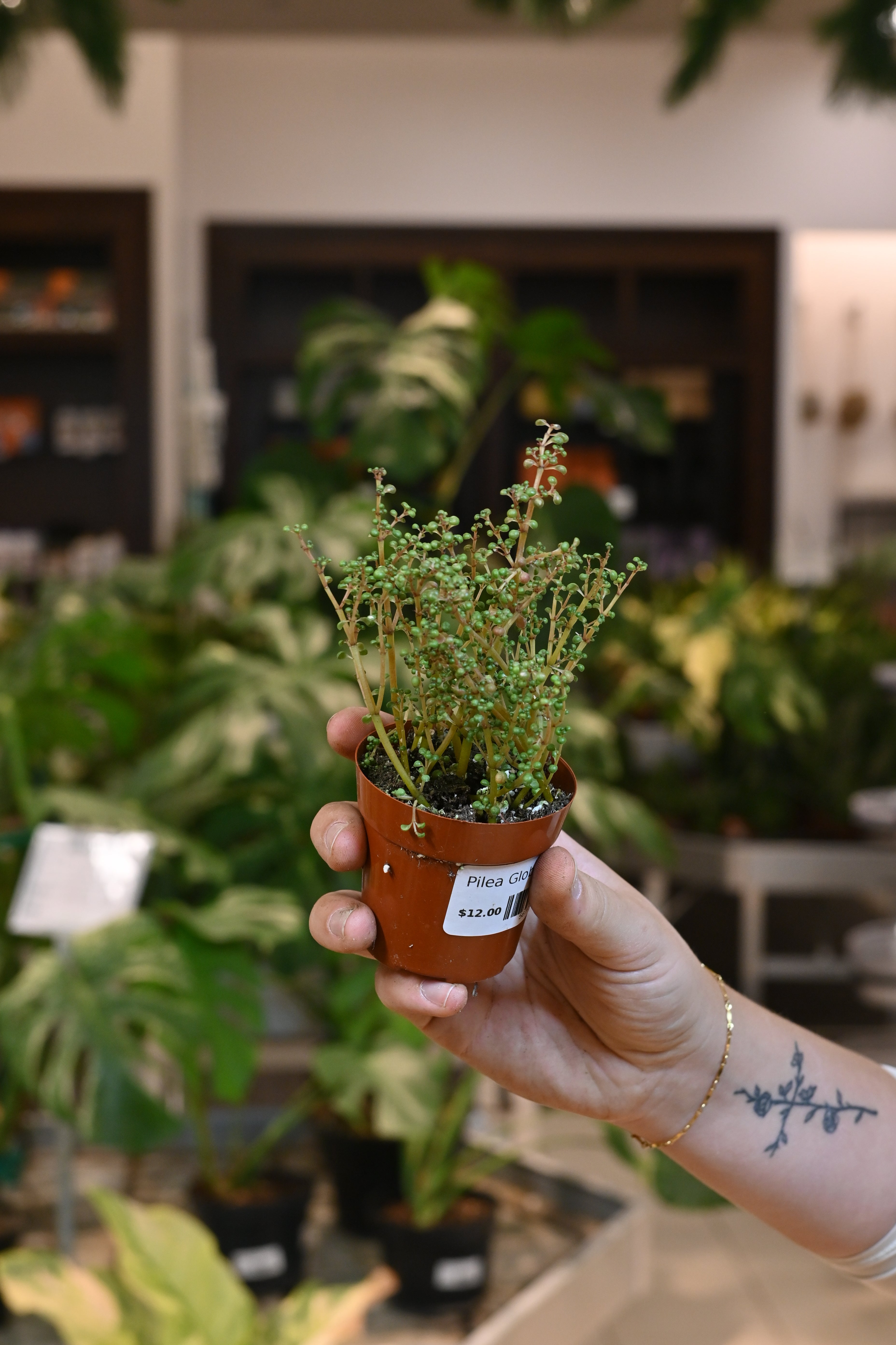 Pilea Globosa