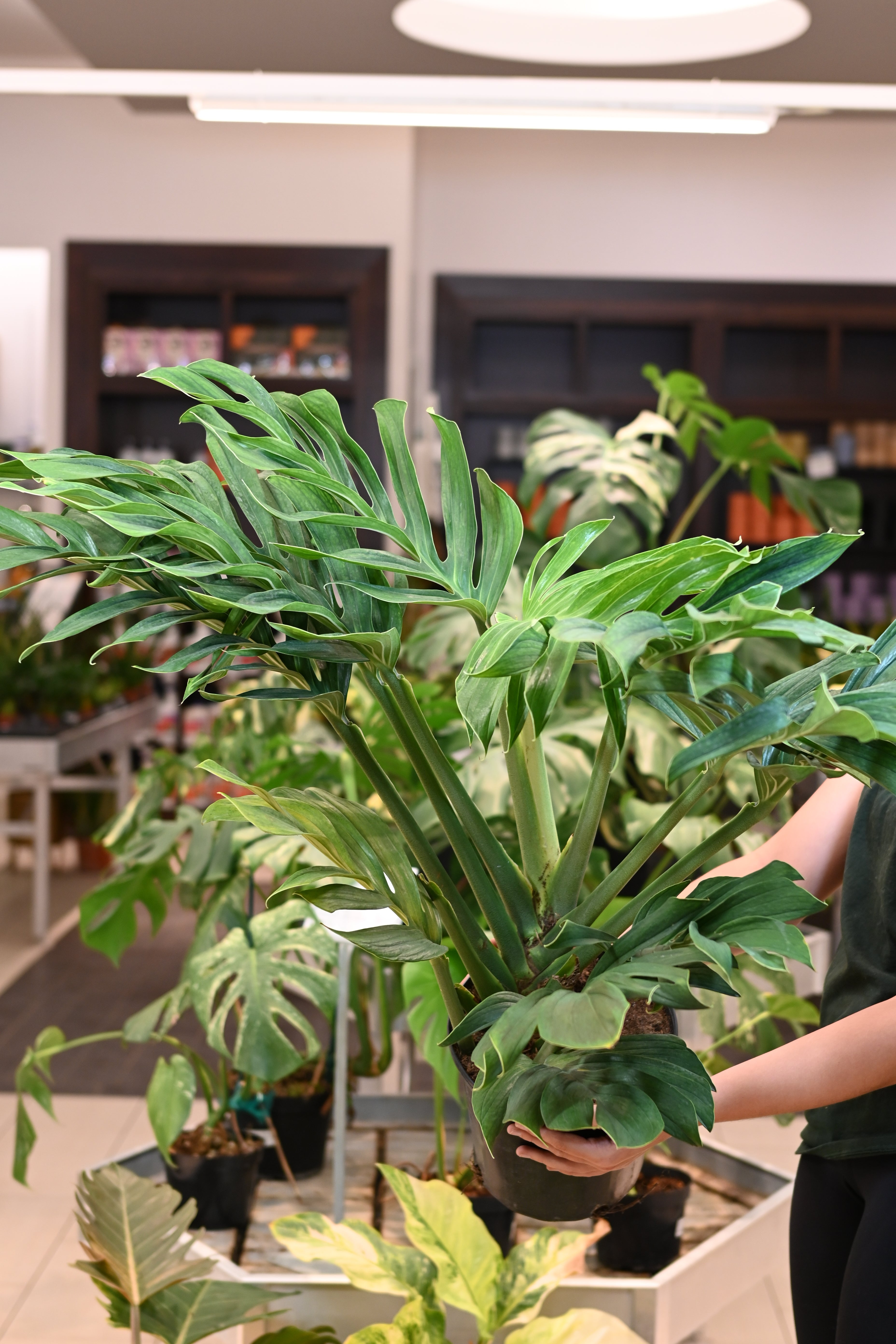 Monstera Pinnatipartita