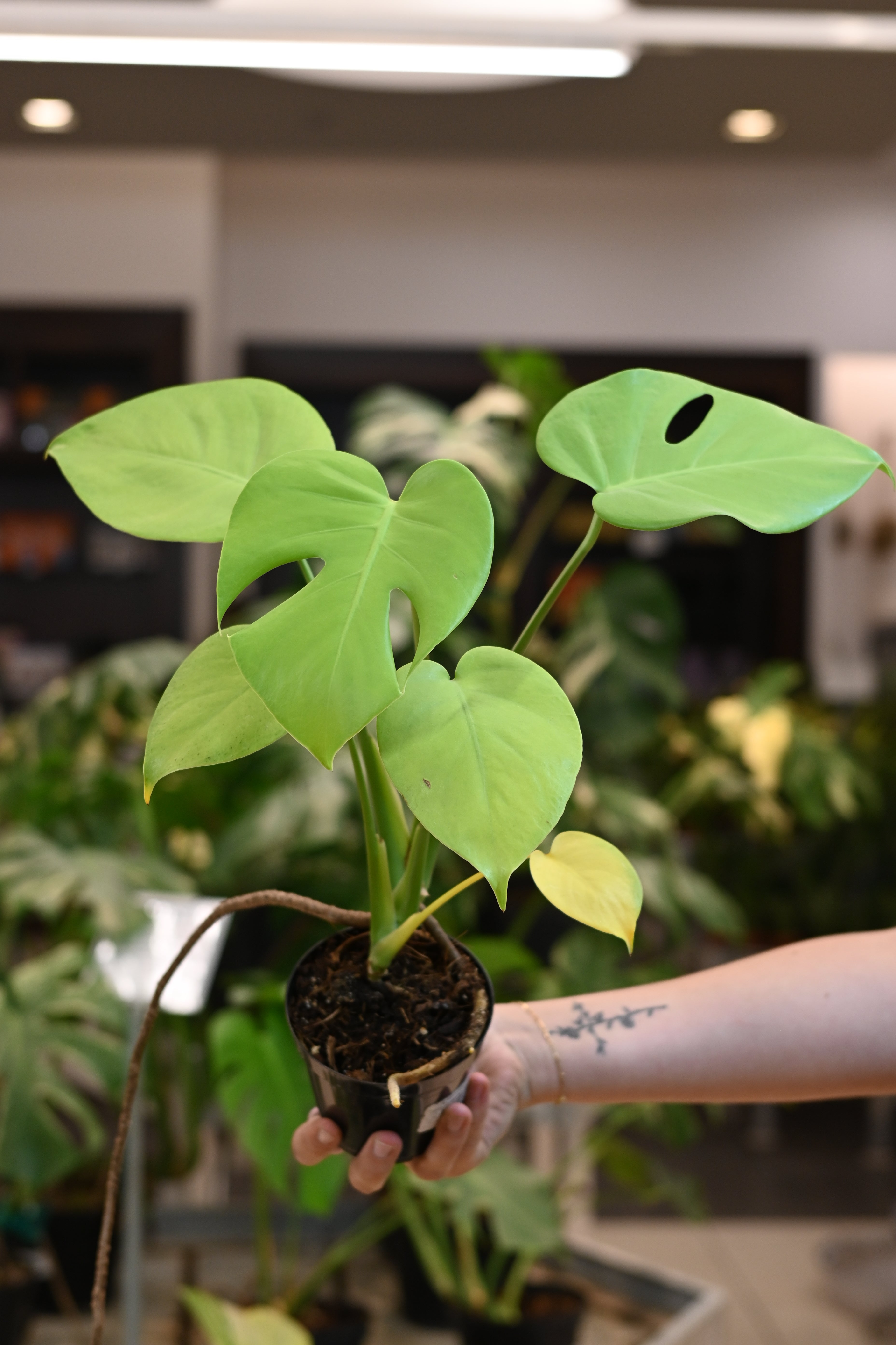 Monstera Lemon Lime – Lost in the Forrest