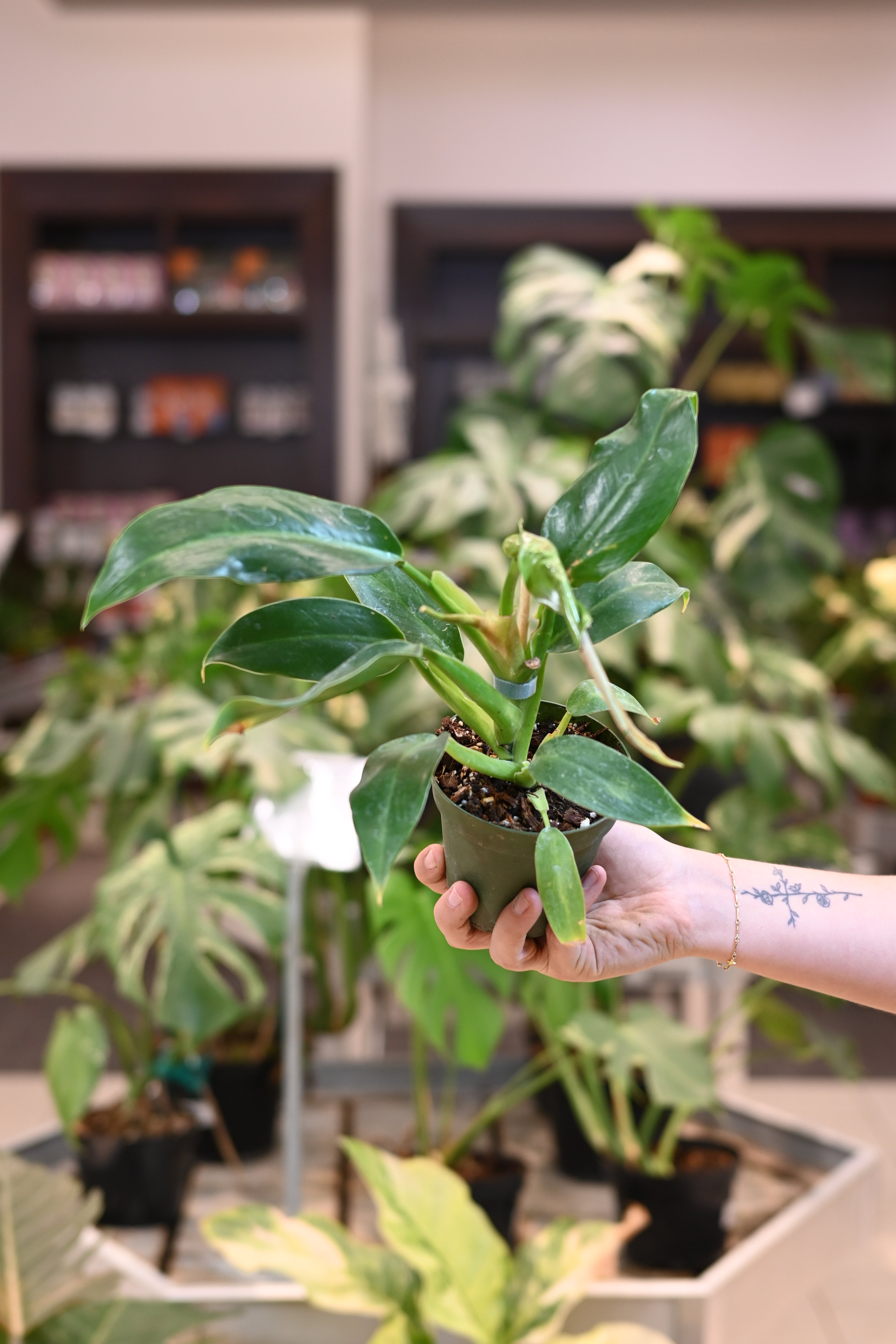 philodendron patriciae x ruizii Philodendron Ruizii – Lost in the Forrest