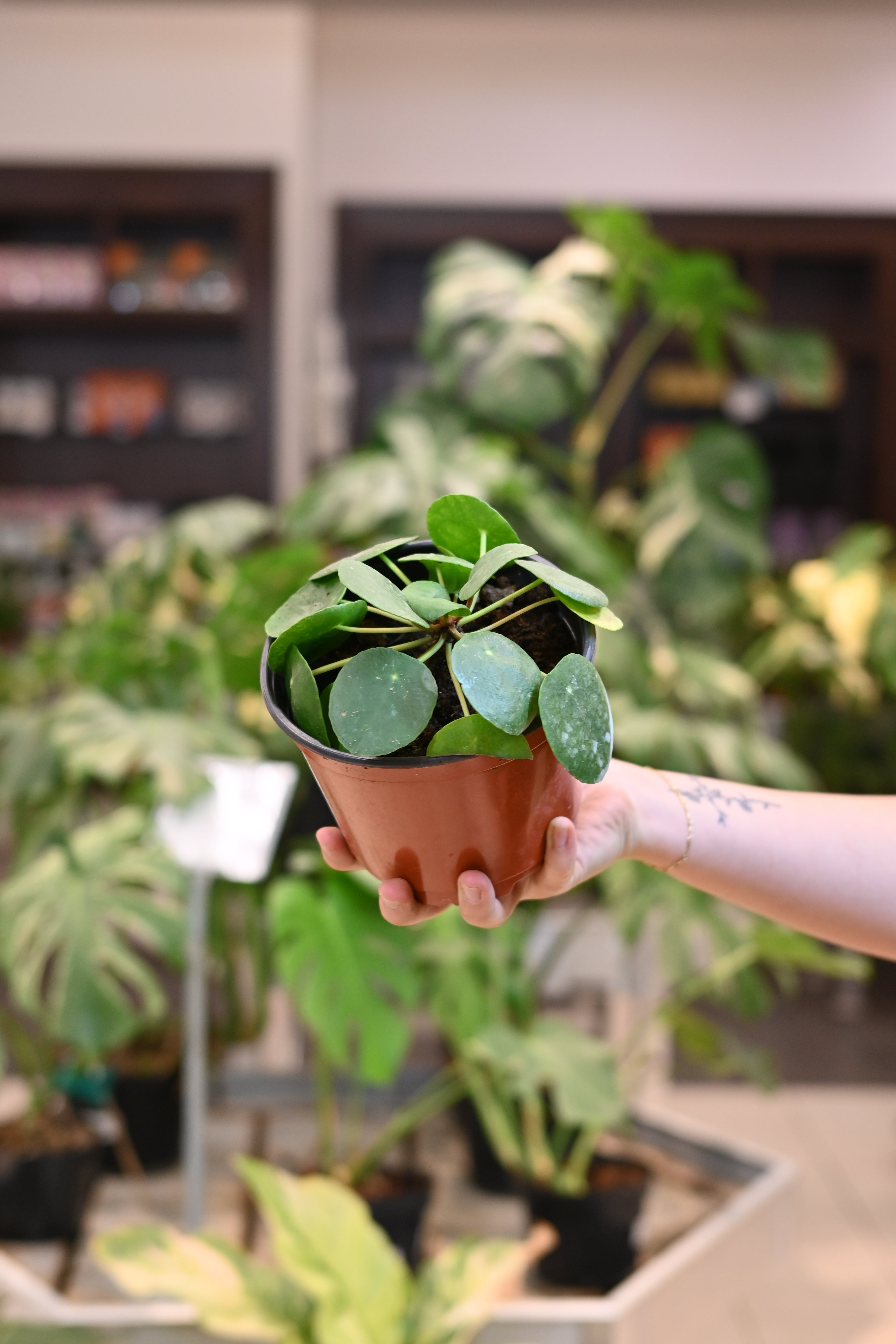 Pilea Peperomioides