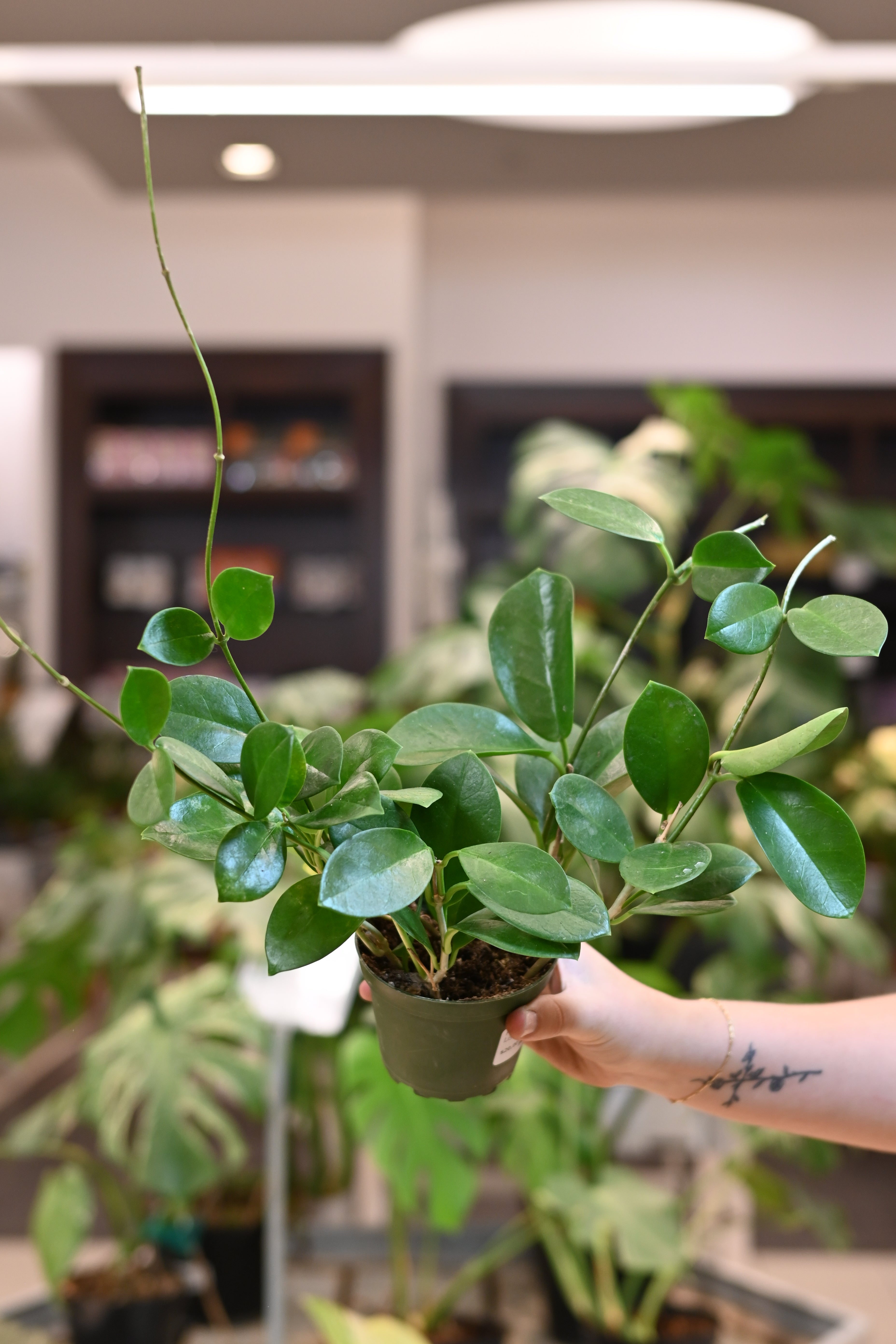 Reverting Australis Lisa