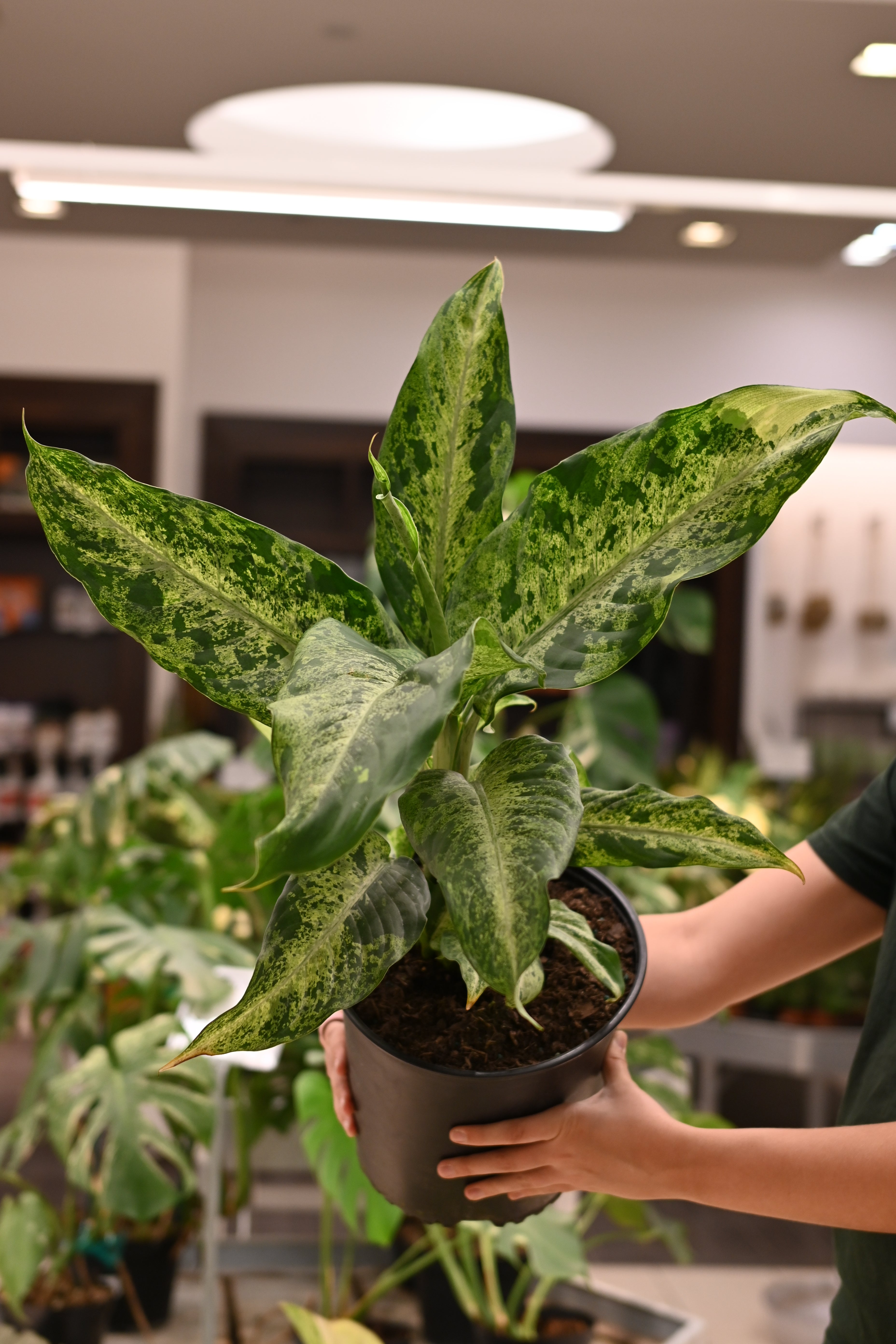 Dieffenbachia Camouflage