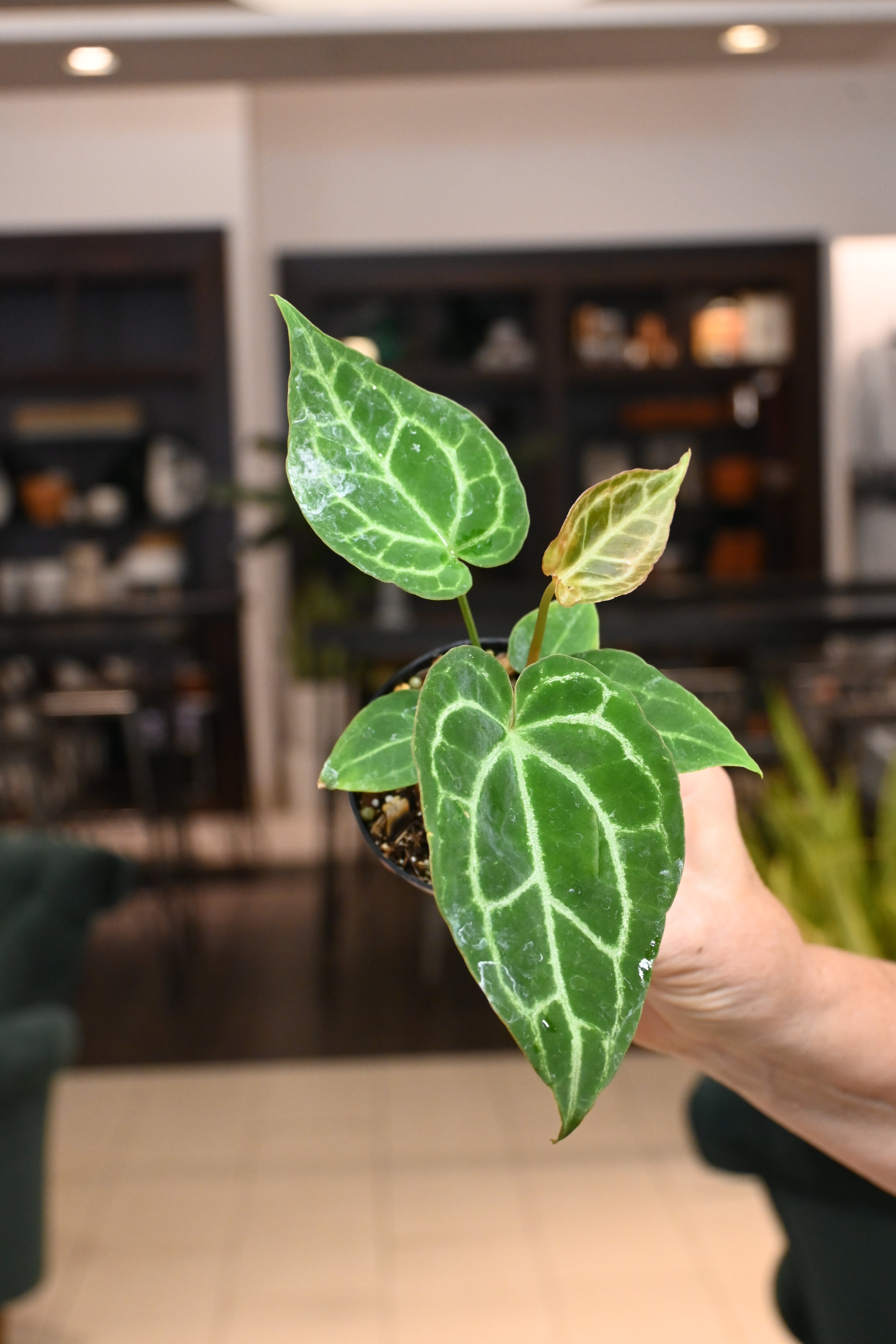 anthurium crystalline Anthurium Crystallinum X (Black Crystal X Dor.)