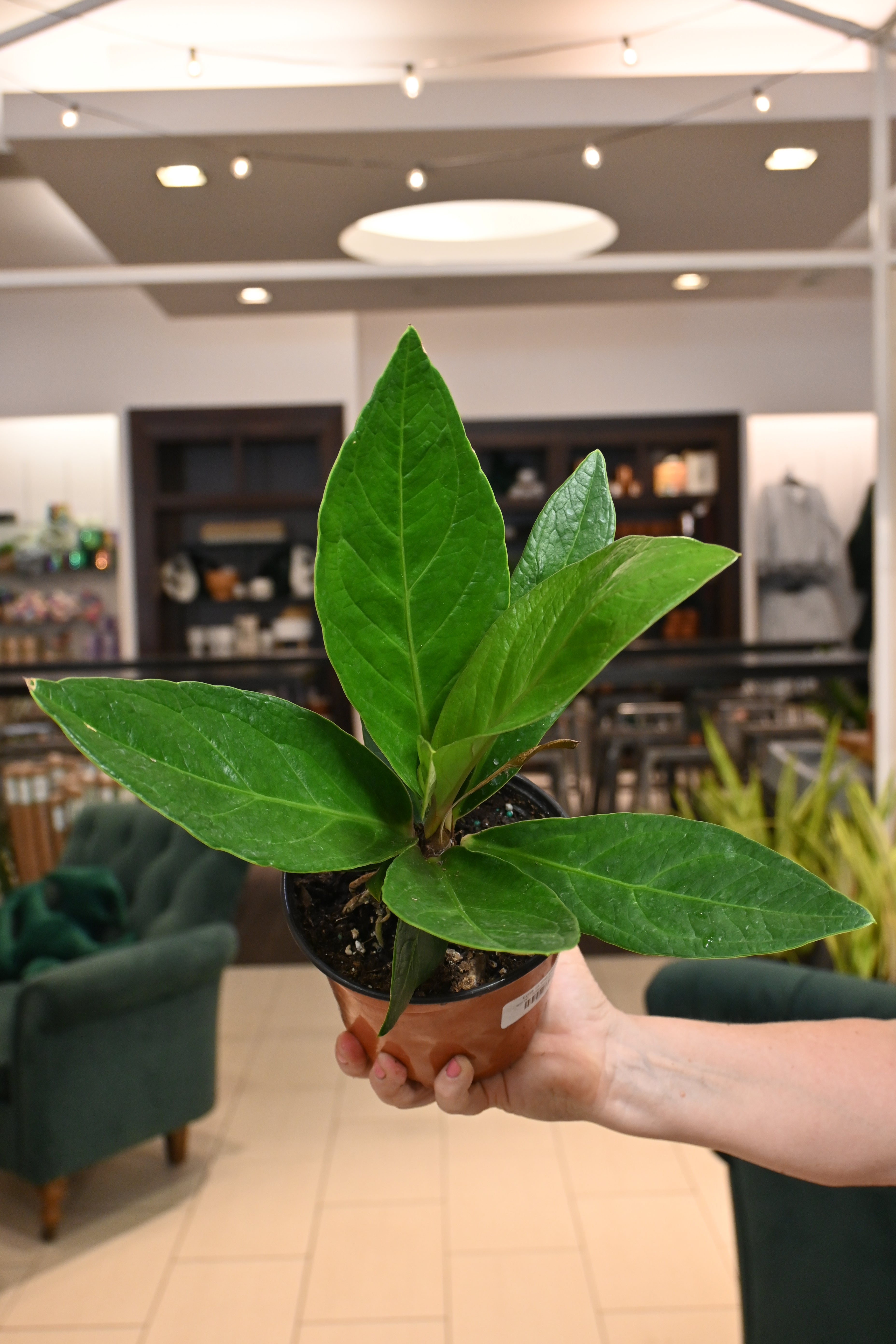 anthurium plowmanii soil Anthurium Plowmanii – Lost in the Forrest