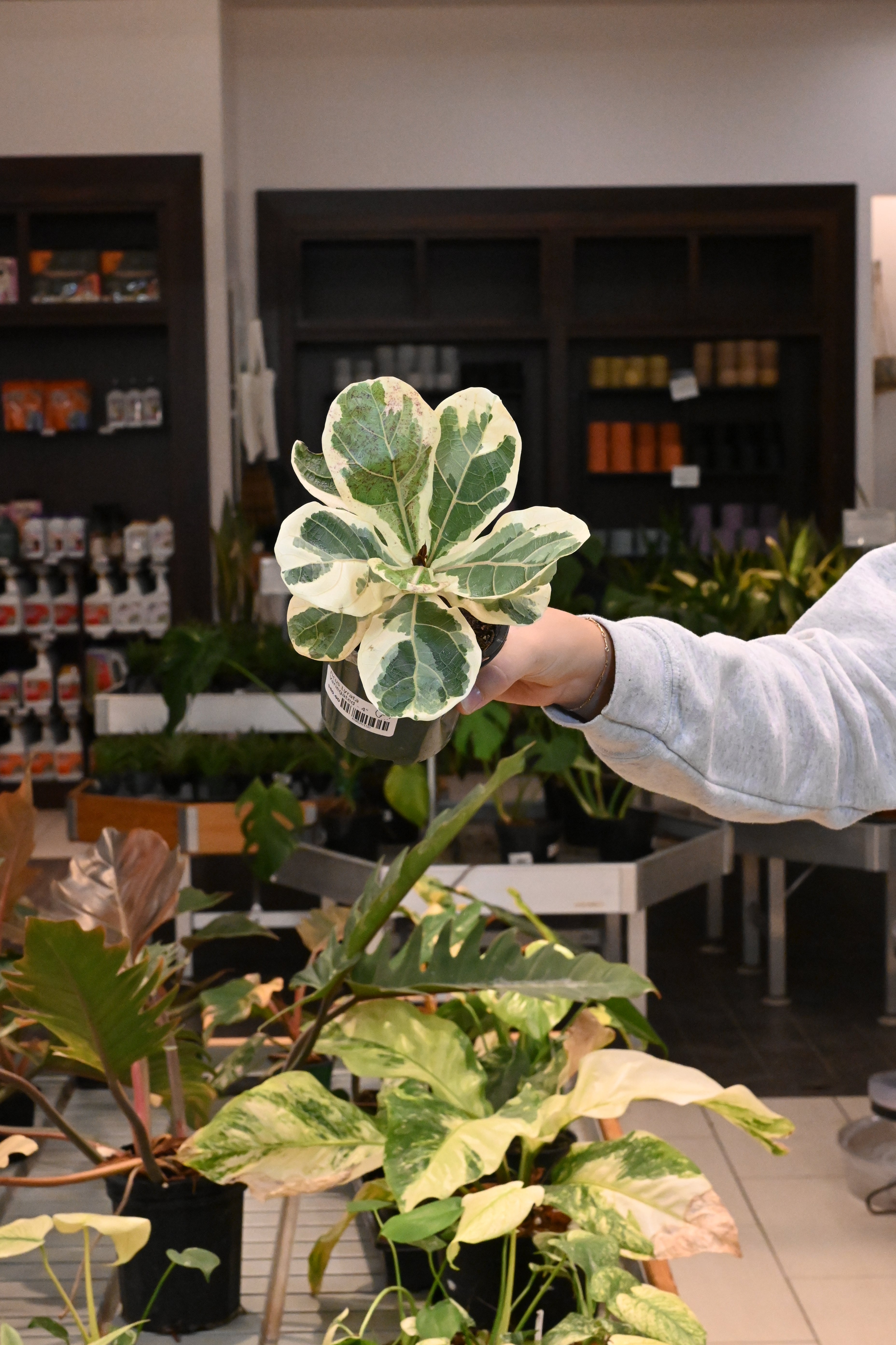 Ficus Lyrata Variegated