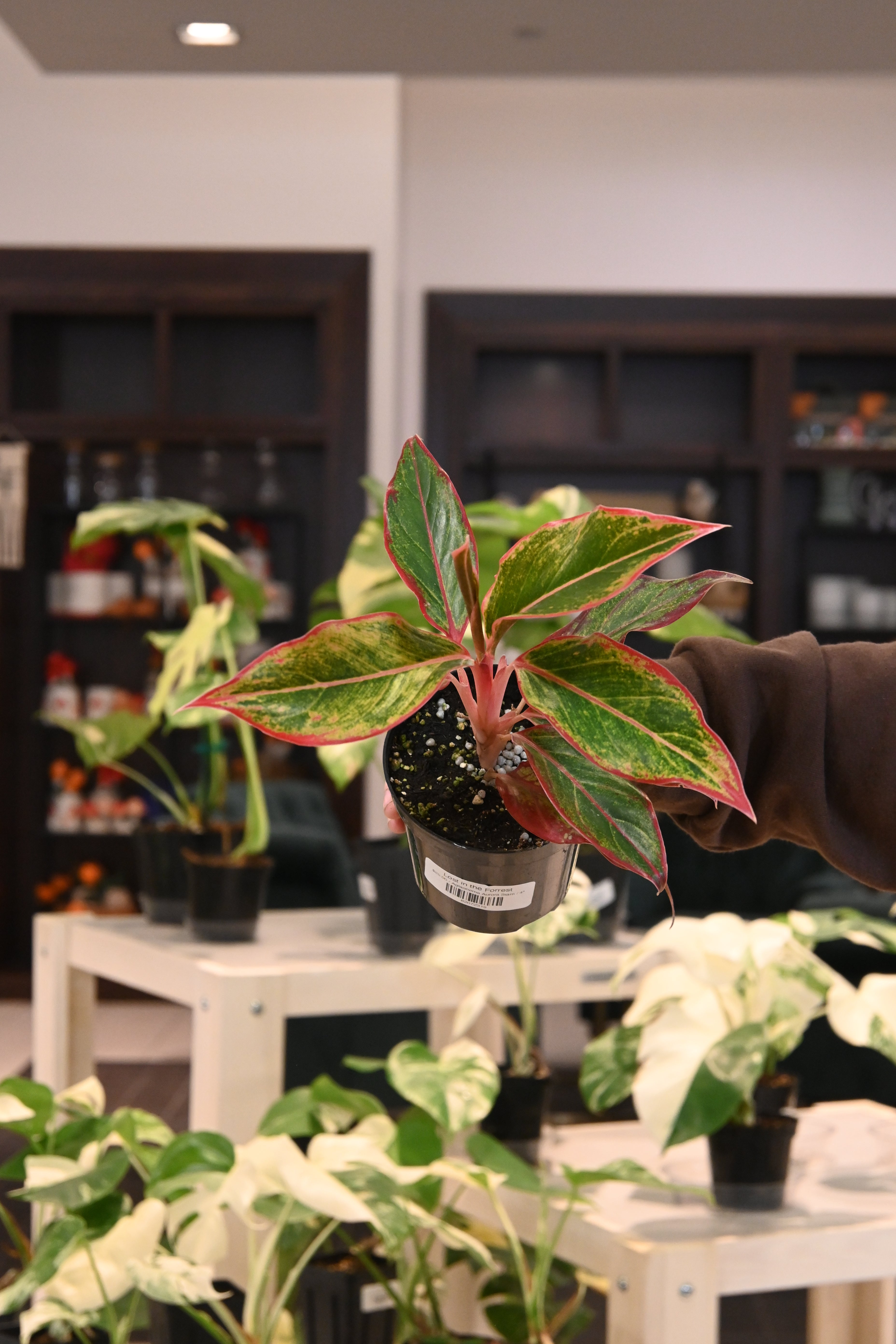 Aglaonema Aurora Siam