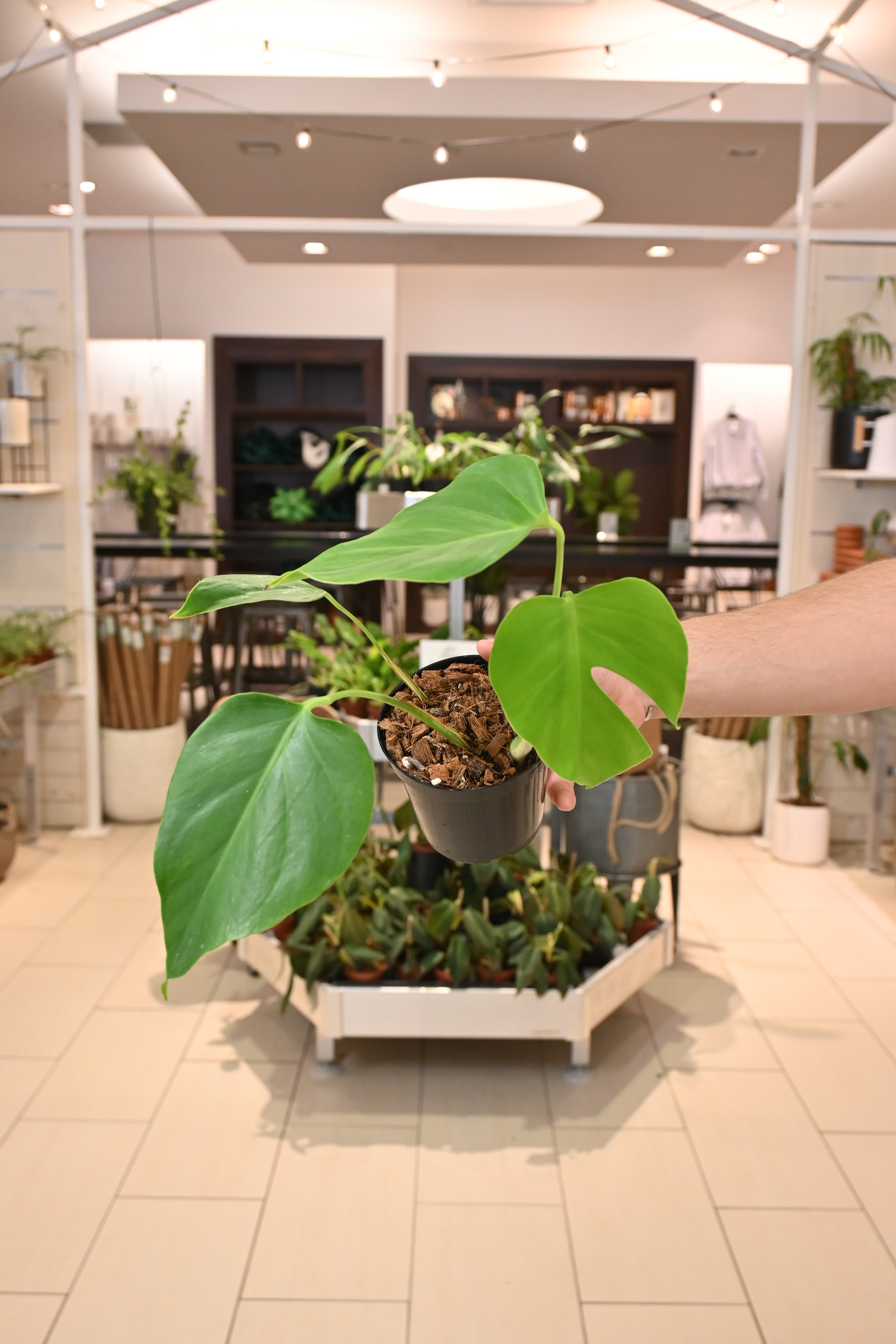 Monstera Sierrana (Mexican Clone)
