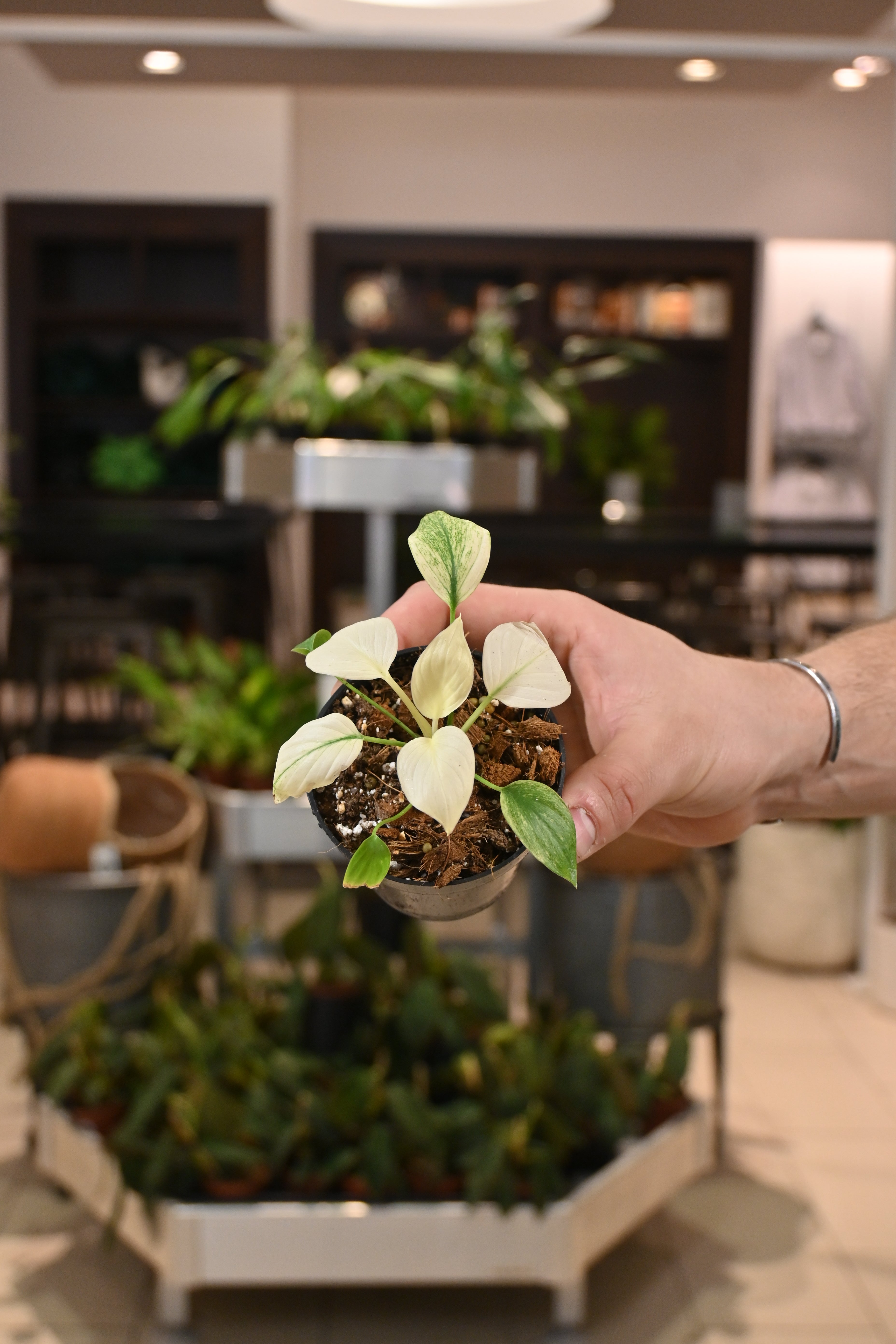 Homalomena Mint