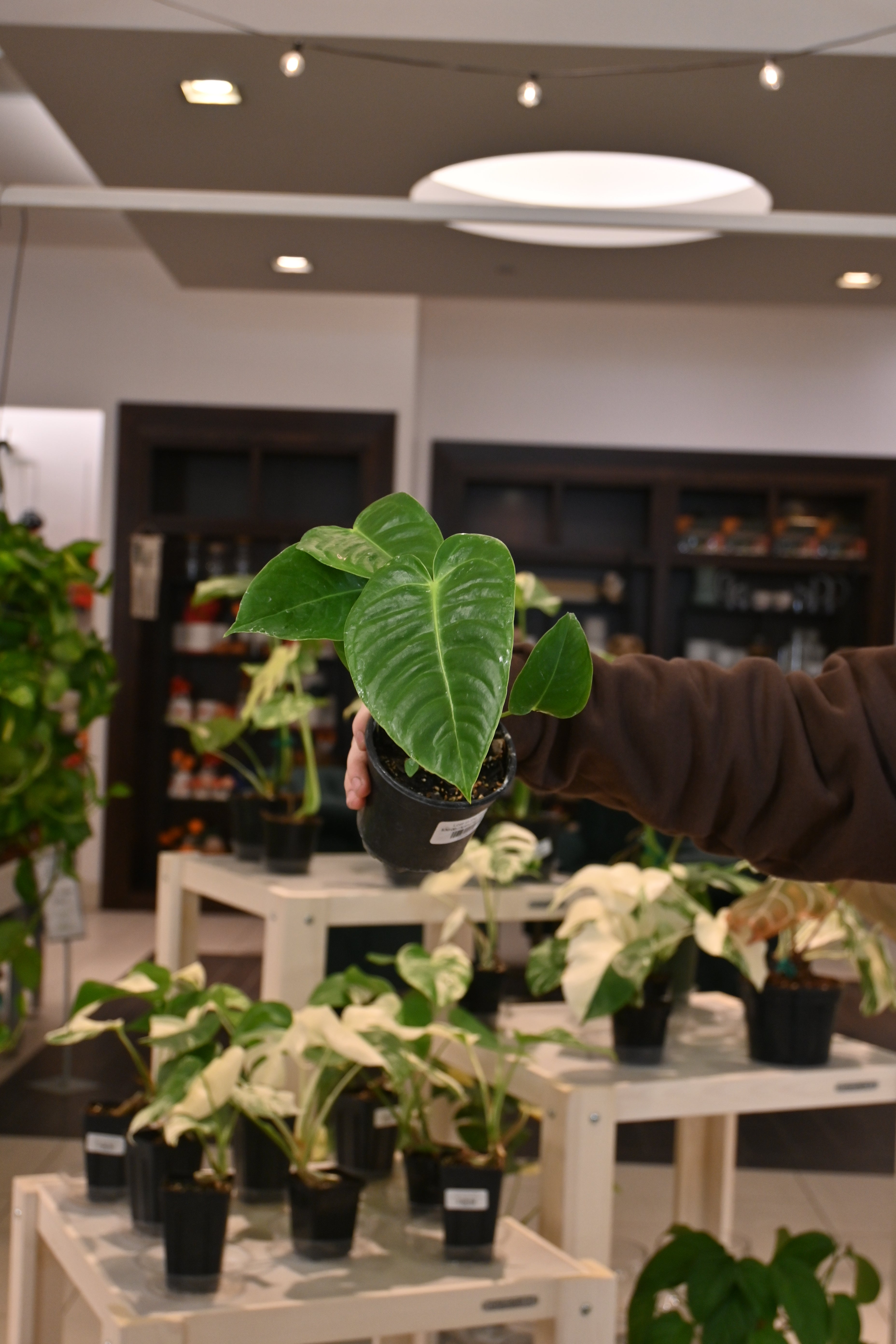 Anthurium Veitchii