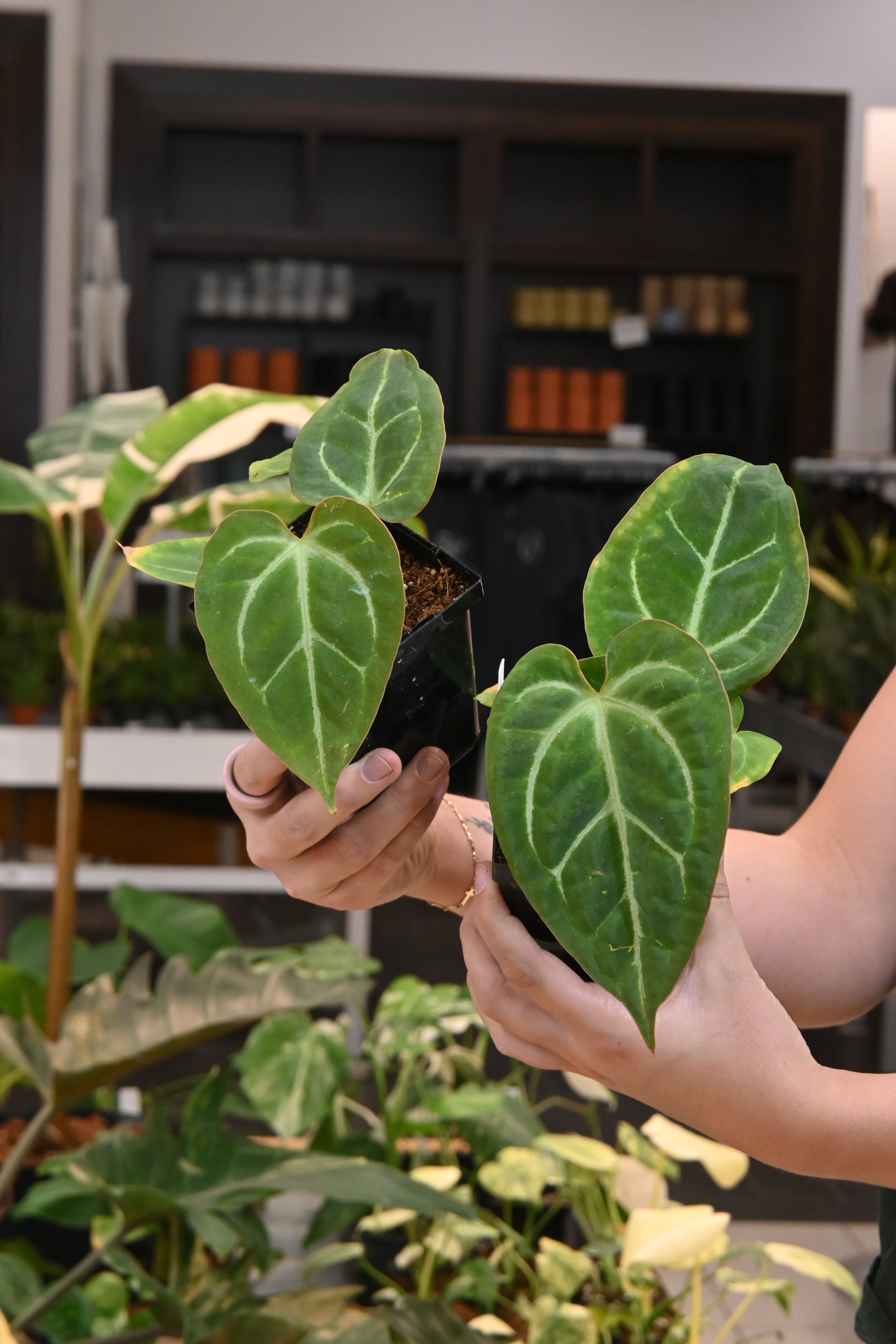 Anthurium Velvet Moira – Lost in the Forrest
