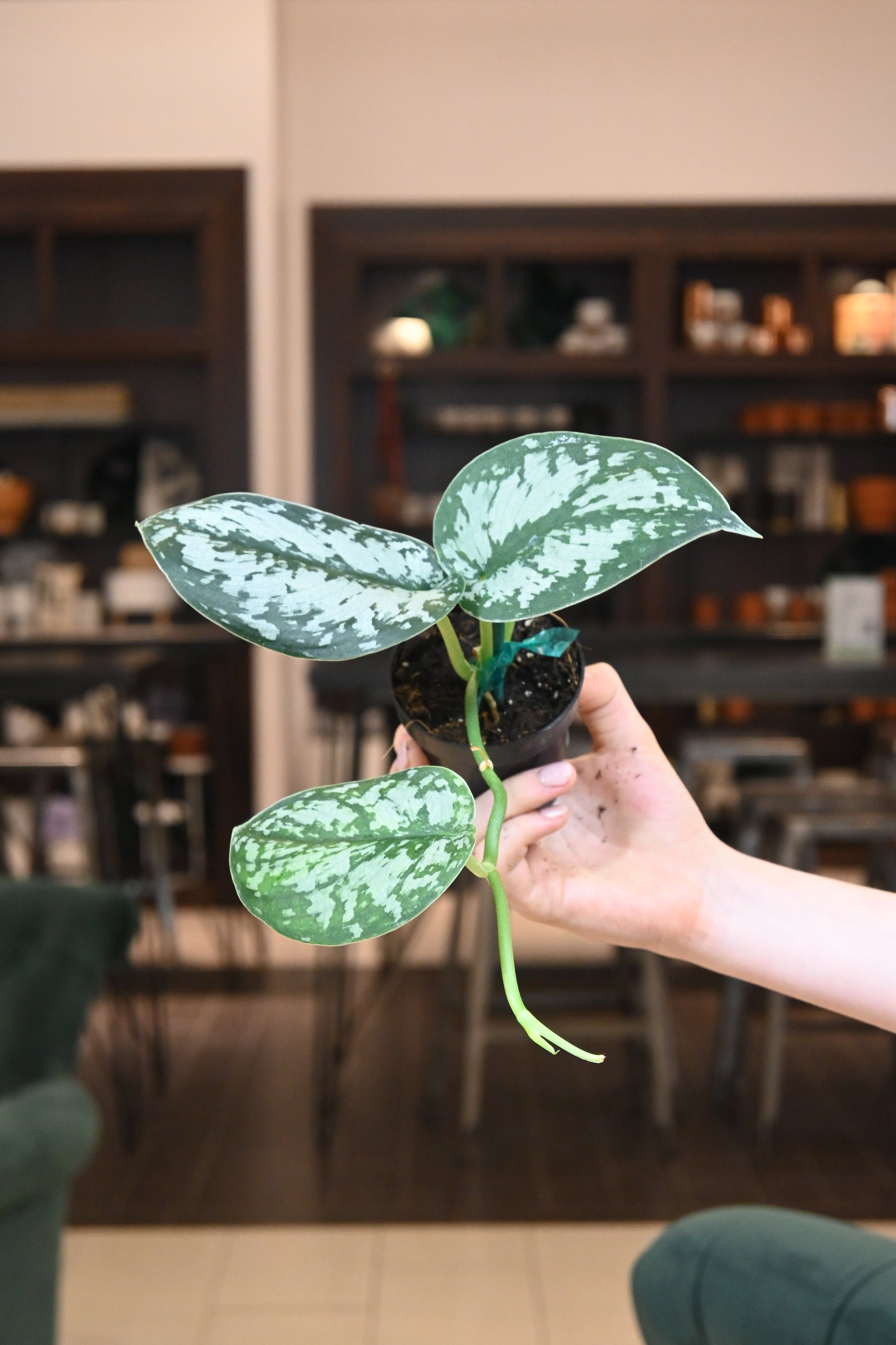 Scindapsus Green Army